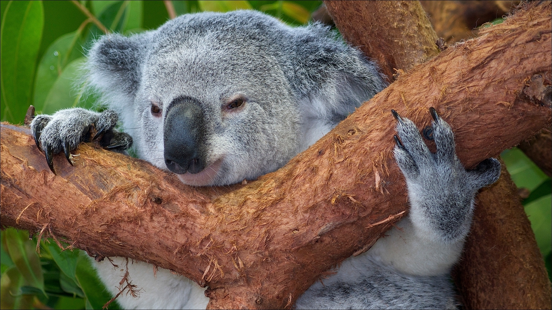 Год коалы. Животные Австралии коала. Сумчатый медведь коала Австралия. Сумчатый Ленивец. 2 В 1.