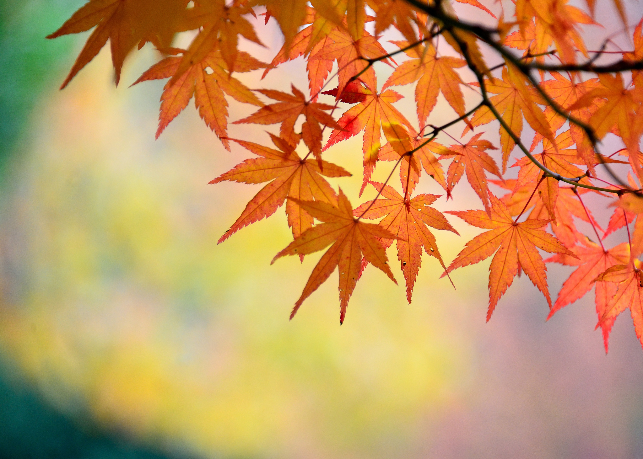 Обои ветка, природа, листья, макро, осень, клен, branch, nature, leaves, macro, autumn, maple разрешение 2048x1463 Загрузить