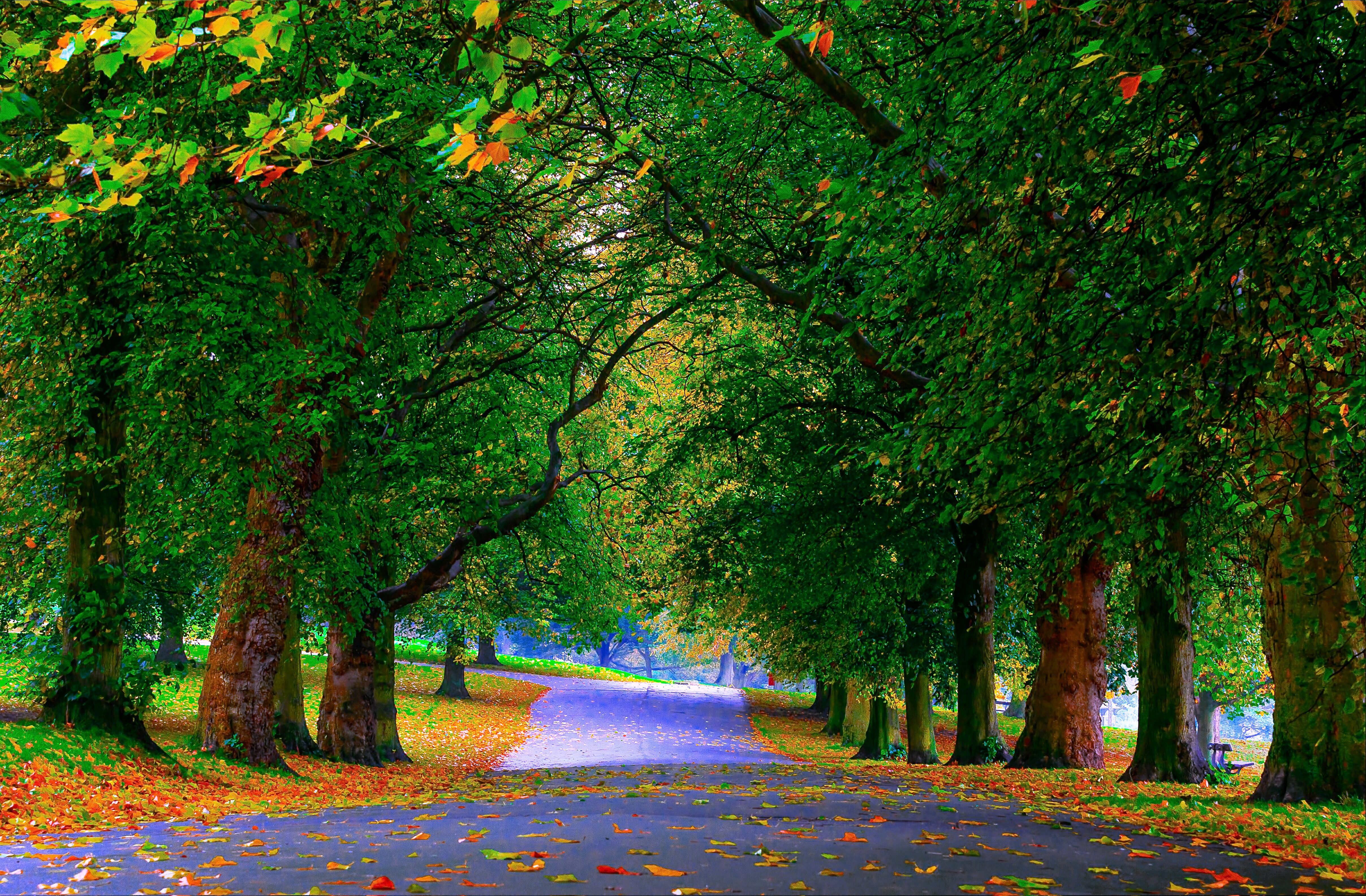 Обои деревья, зелень, листья, парк, осень, аллея, trees, greens, leaves, park, autumn, alley разрешение 4830x3168 Загрузить