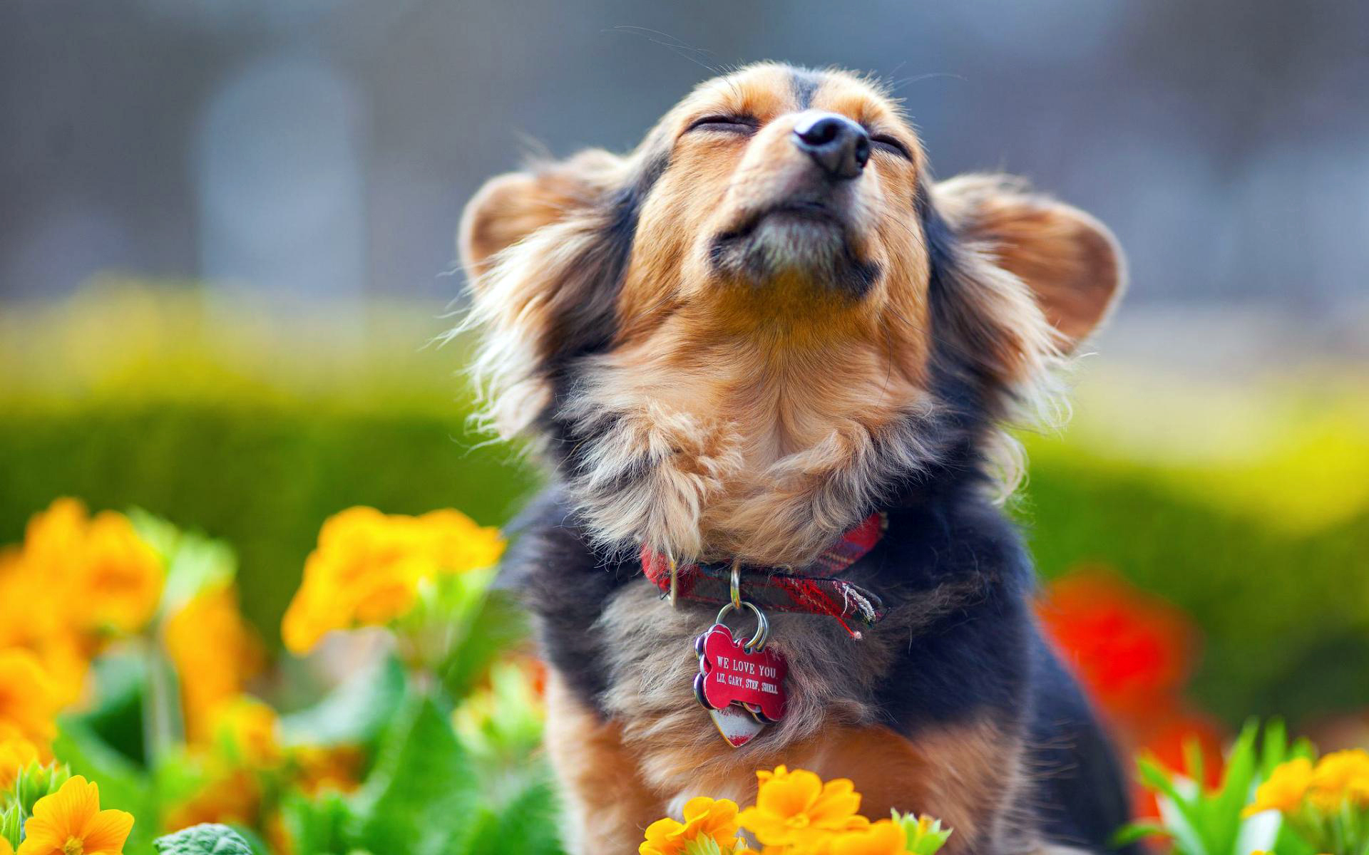 Обои цветы, мордочка, собака, ошейник, удовольствие, flowers, muzzle, dog, collar, fun разрешение 1920x1200 Загрузить