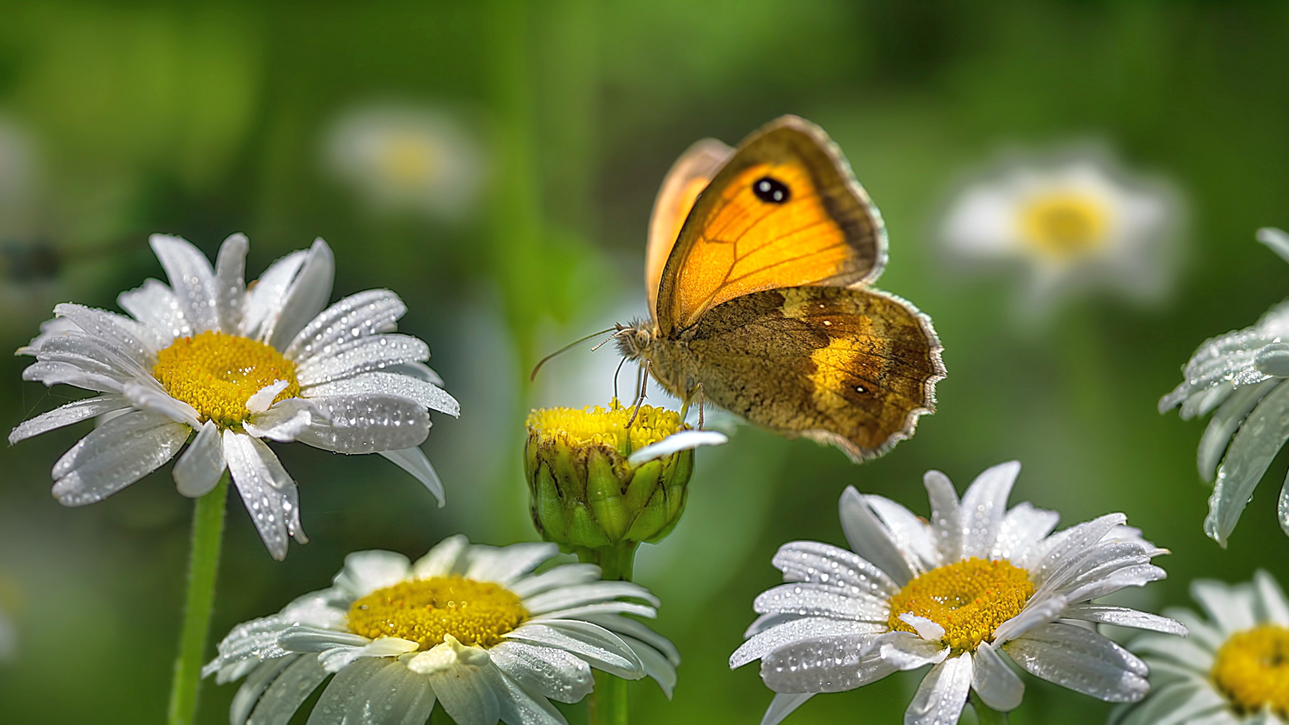 природа бабочка цветы животные насекомые роса без смс