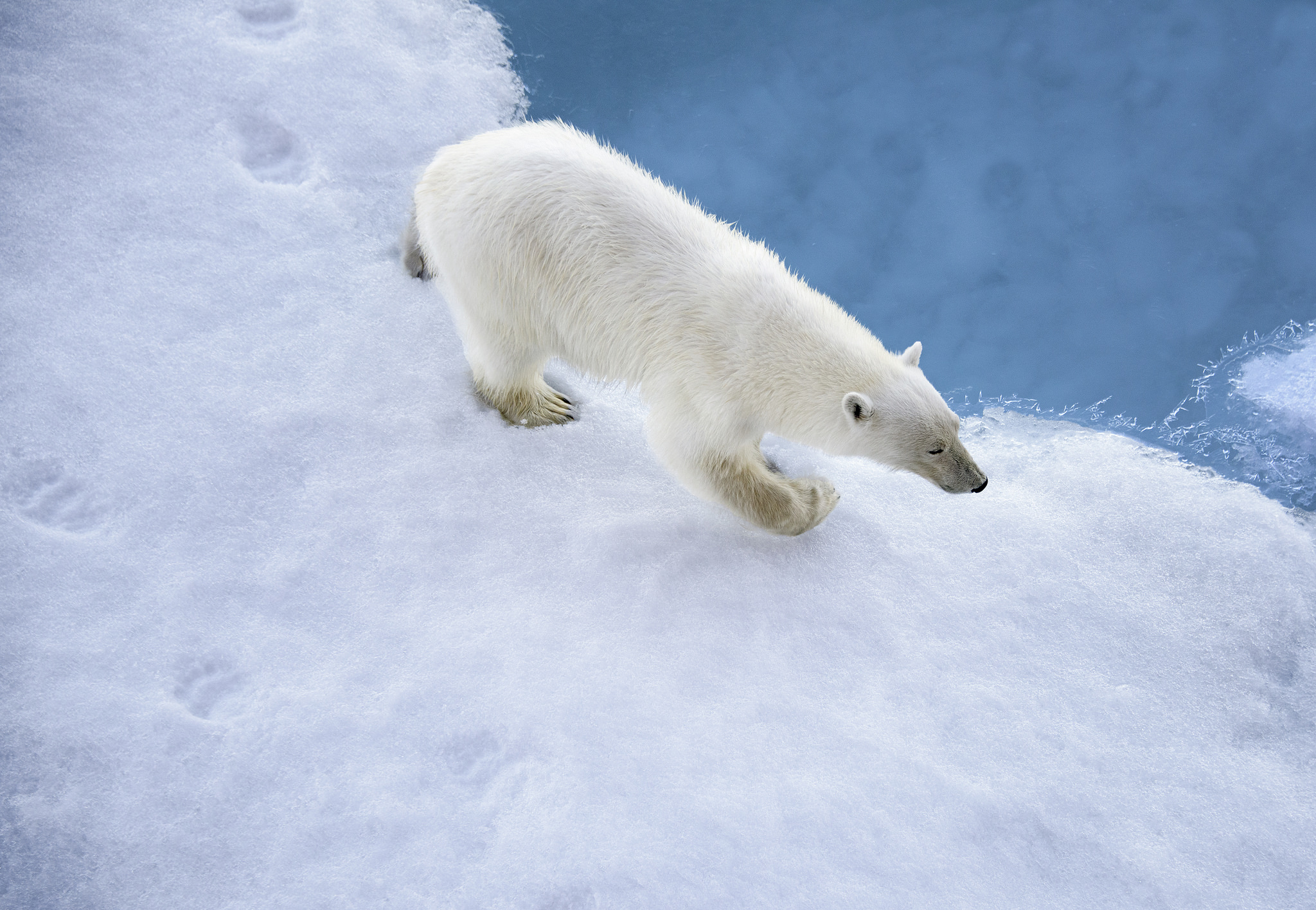 Обои снег, медведь, белый, следы, snow, bear, white, traces разрешение 2048x1416 Загрузить