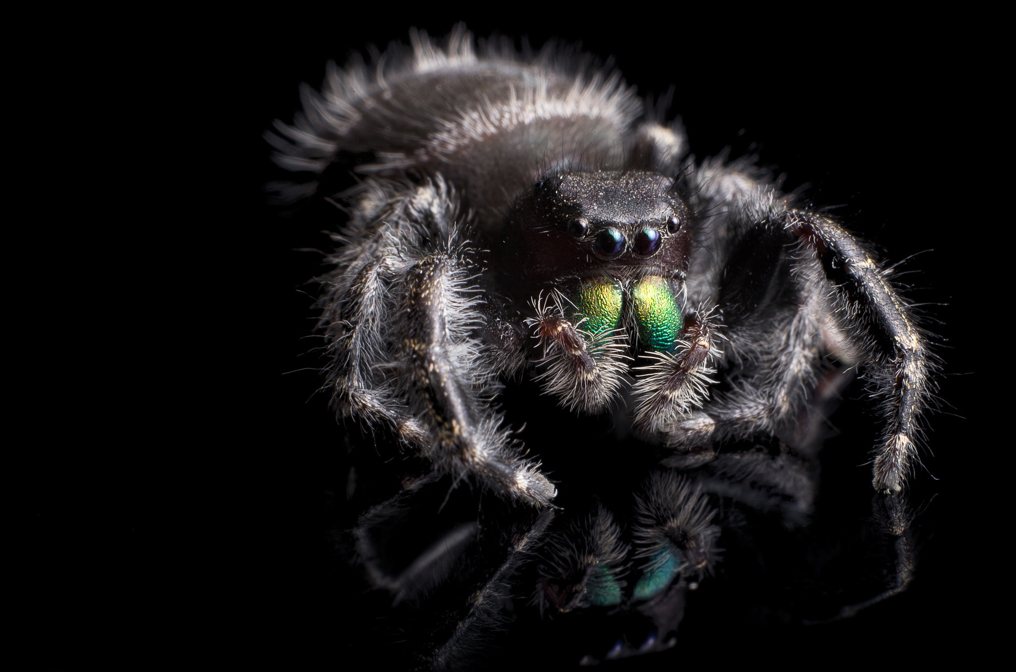 Обои макро, фон, насекомые, черный фон, паук, крупным планом, phidippus audax, паук-скакун, macro, background, insects, black background, spider, closeup, spider-racer разрешение 2047x1354 Загрузить