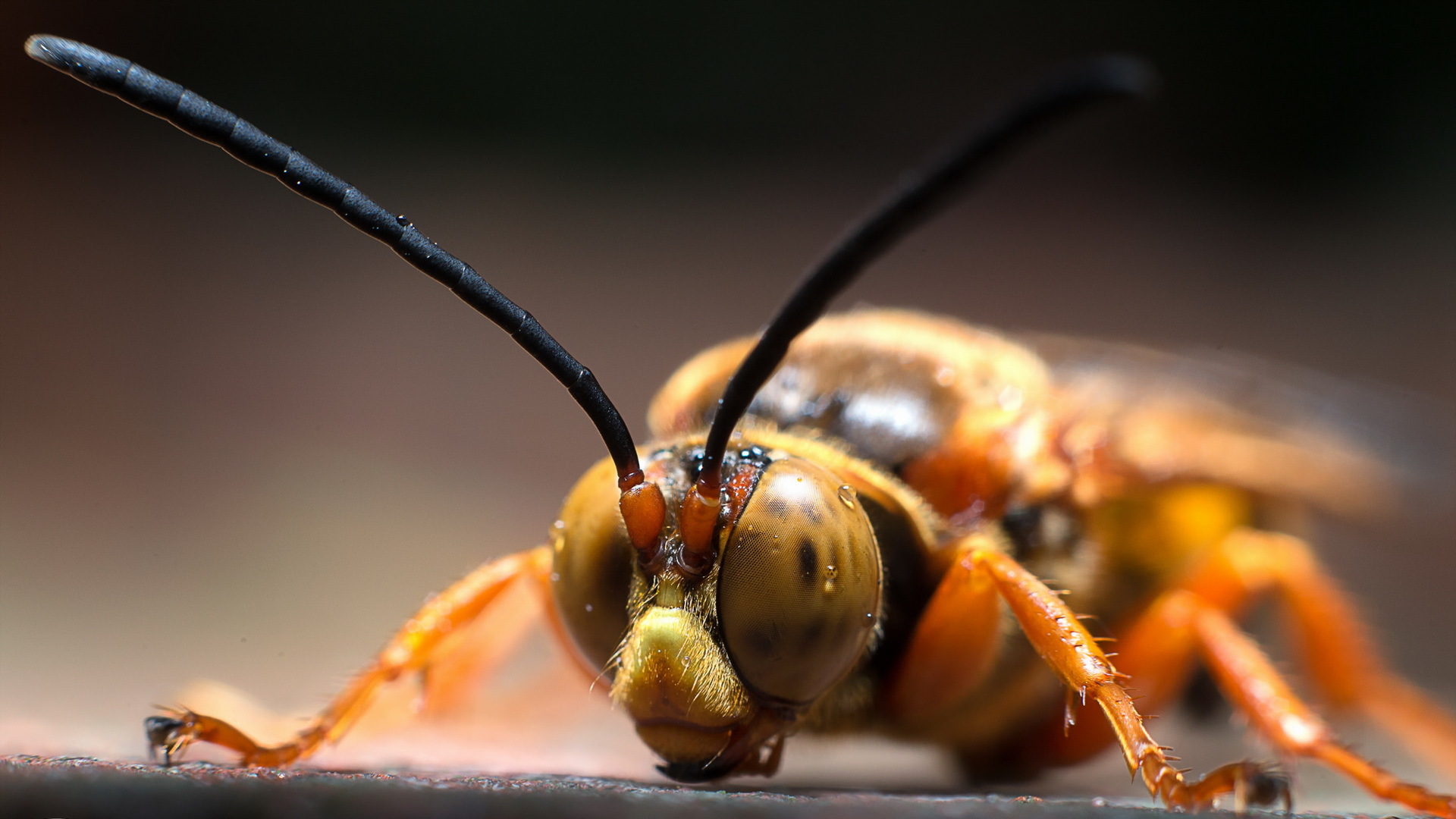 Обои природа, макро, насекомые, оса, wasp, nature, macro, insects, osa разрешение 1920x1080 Загрузить