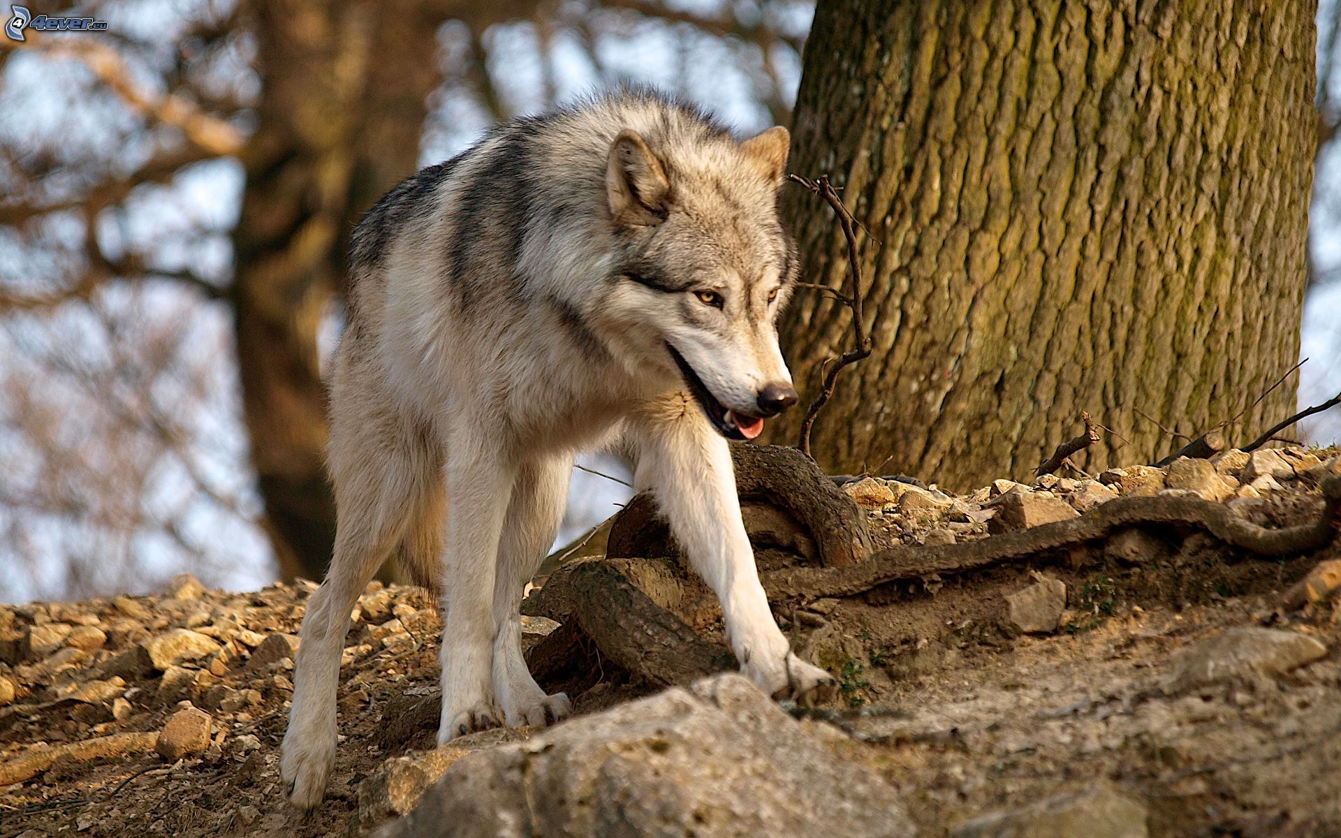 Волк на камне без смс