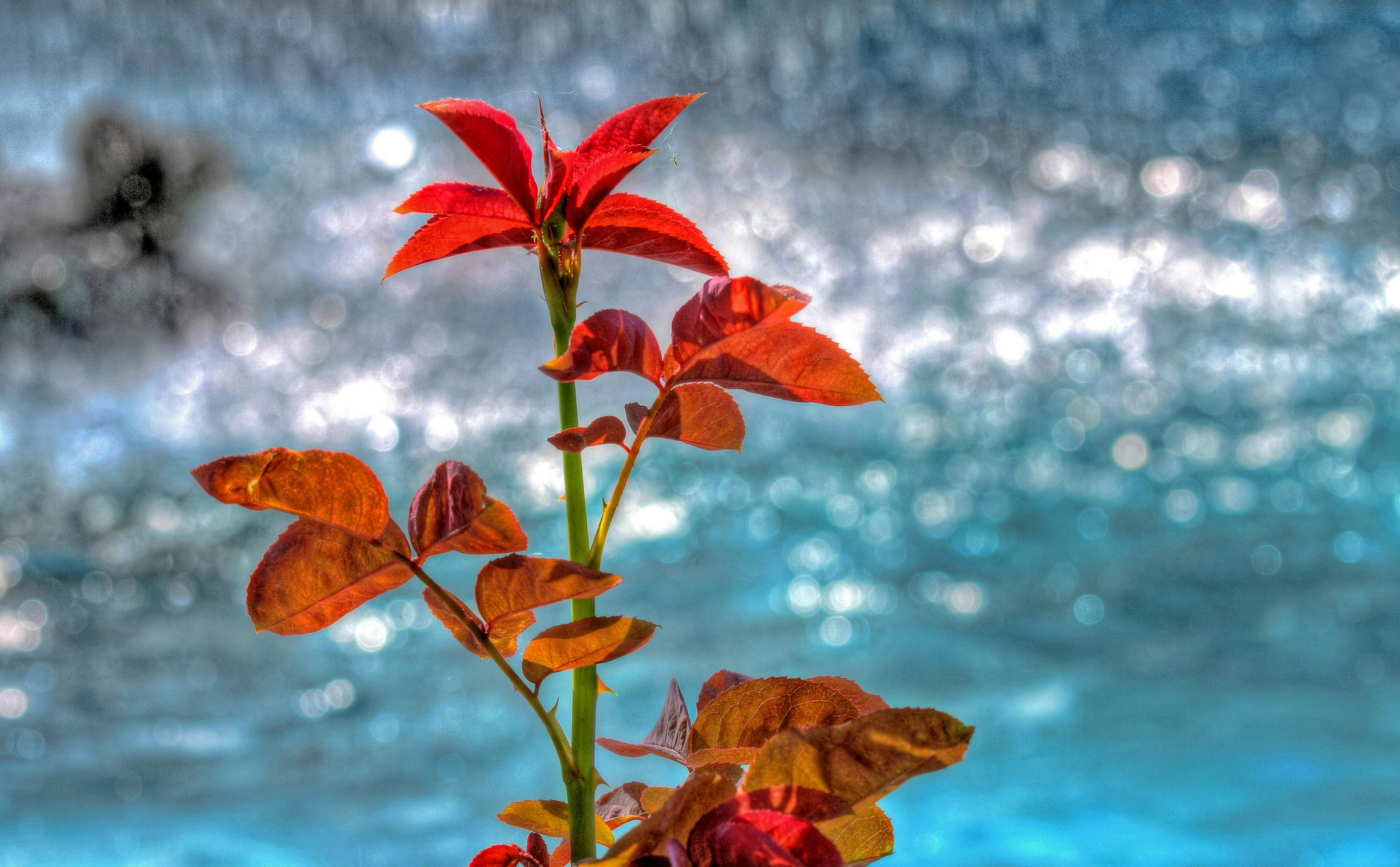 Обои вода, природа, листья, отражение, осень, блеск, растение, water, nature, leaves, reflection, autumn, shine, plant разрешение 2048x1269 Загрузить