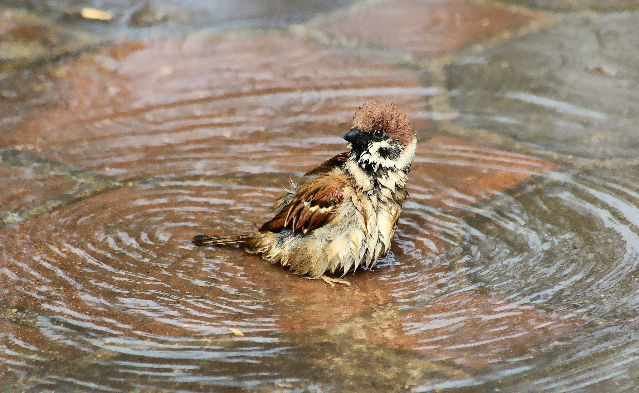 природа животные птицы воробей дождь загрузить