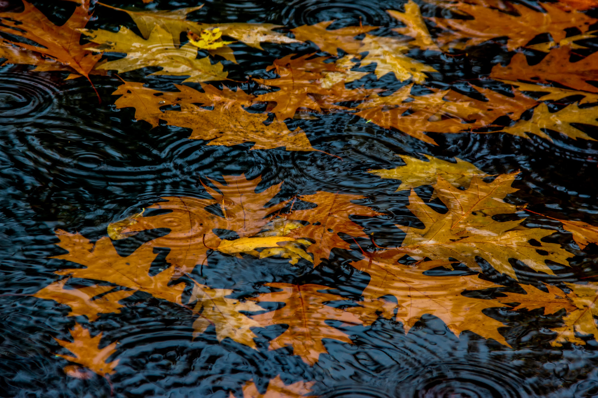 Обои вода, природа, листья, осень, круги, лужа, water, nature, leaves, autumn, circles, puddle разрешение 2048x1365 Загрузить
