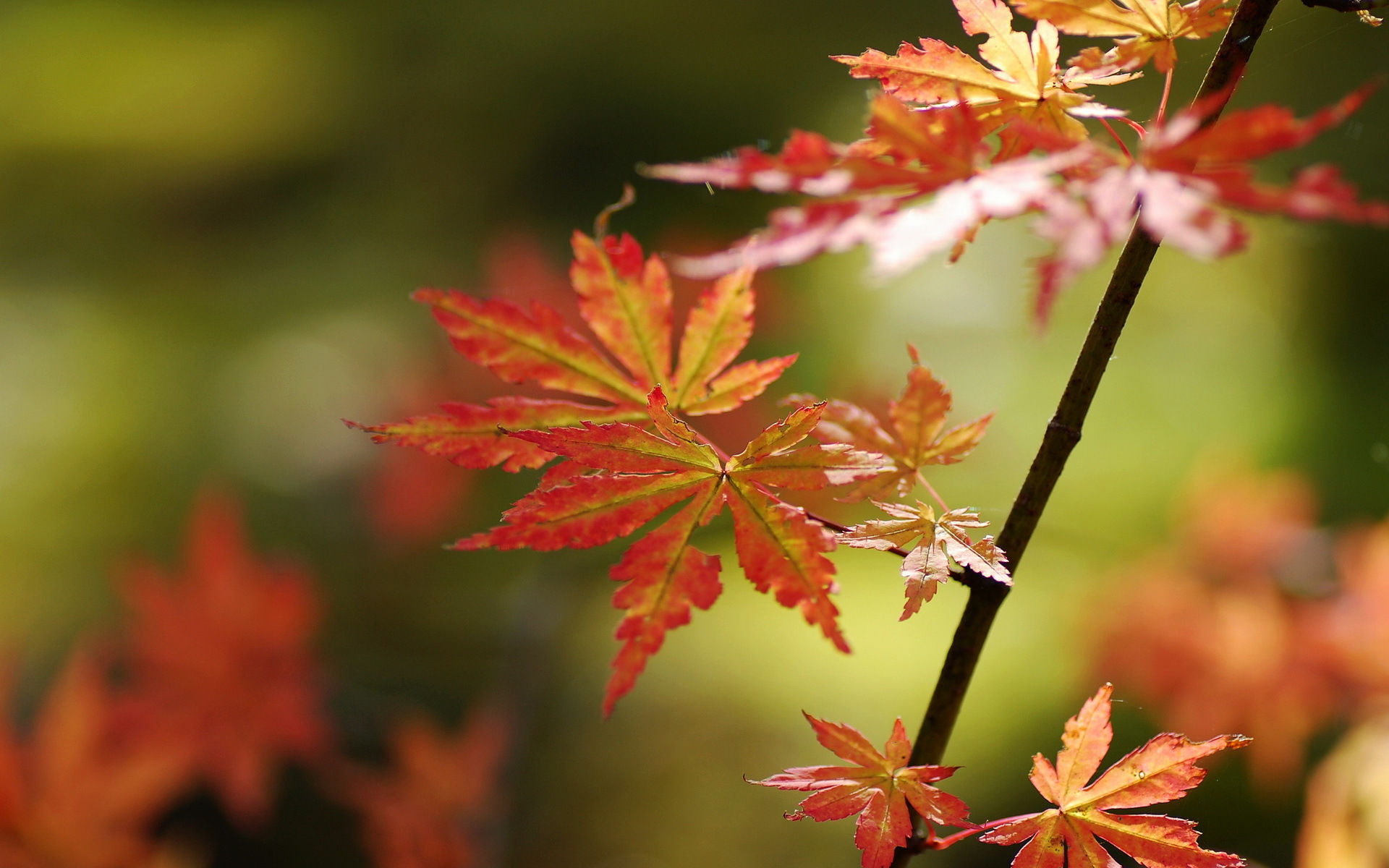 природа листья осень nature leaves autumn скачать