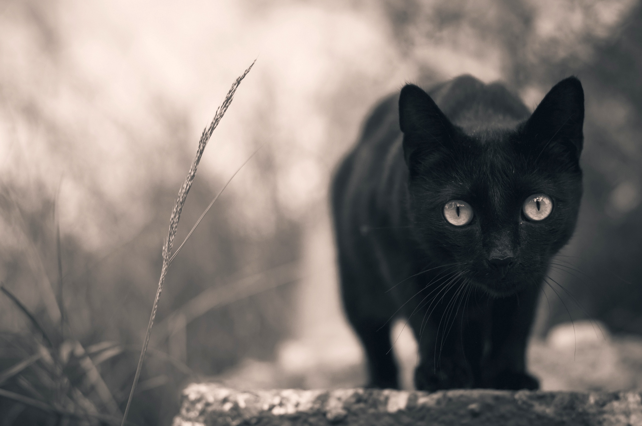 Черные кошки 10. Бомбейская кошка. Черная кошка. Красивый черный кот. Обои на рабочий стол черная кошка.