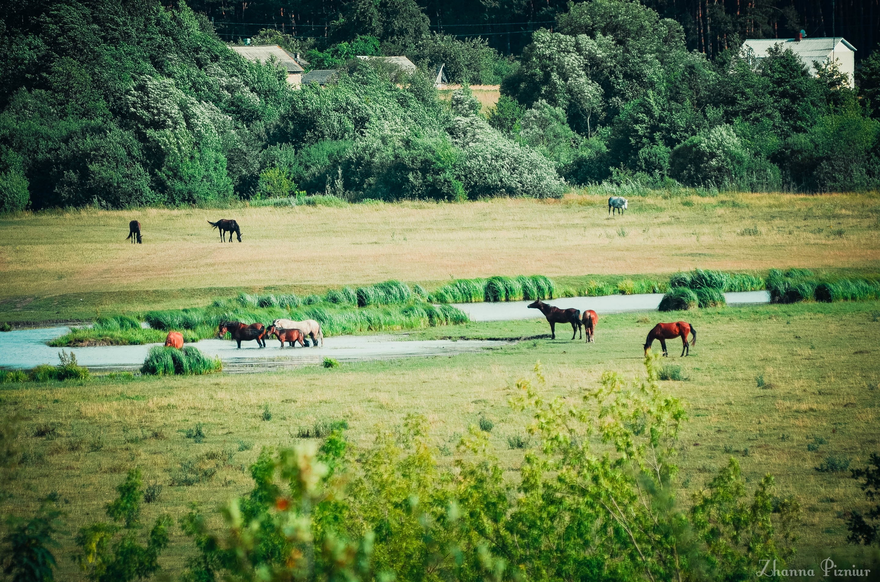 Обои трава, вода, поле, лето, лошади, кони, речка, grass, water, field, summer, horse, horses, river разрешение 2880x1907 Загрузить