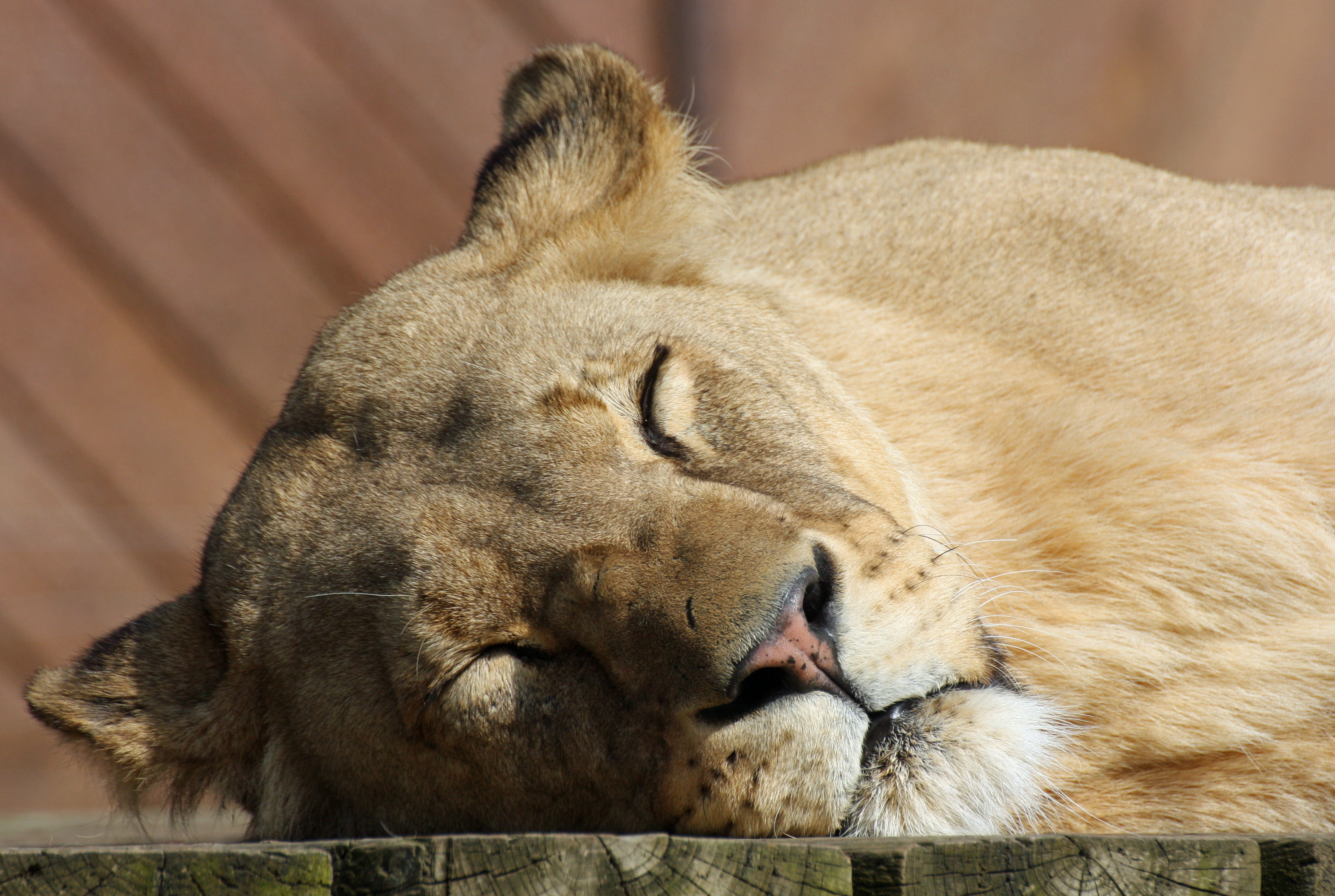 Обои морда, кошка, сон, спит, большая кошка, отдых, лев, львица, face, cat, sleep, sleeping, big cat, stay, leo, lioness разрешение 3911x2626 Загрузить