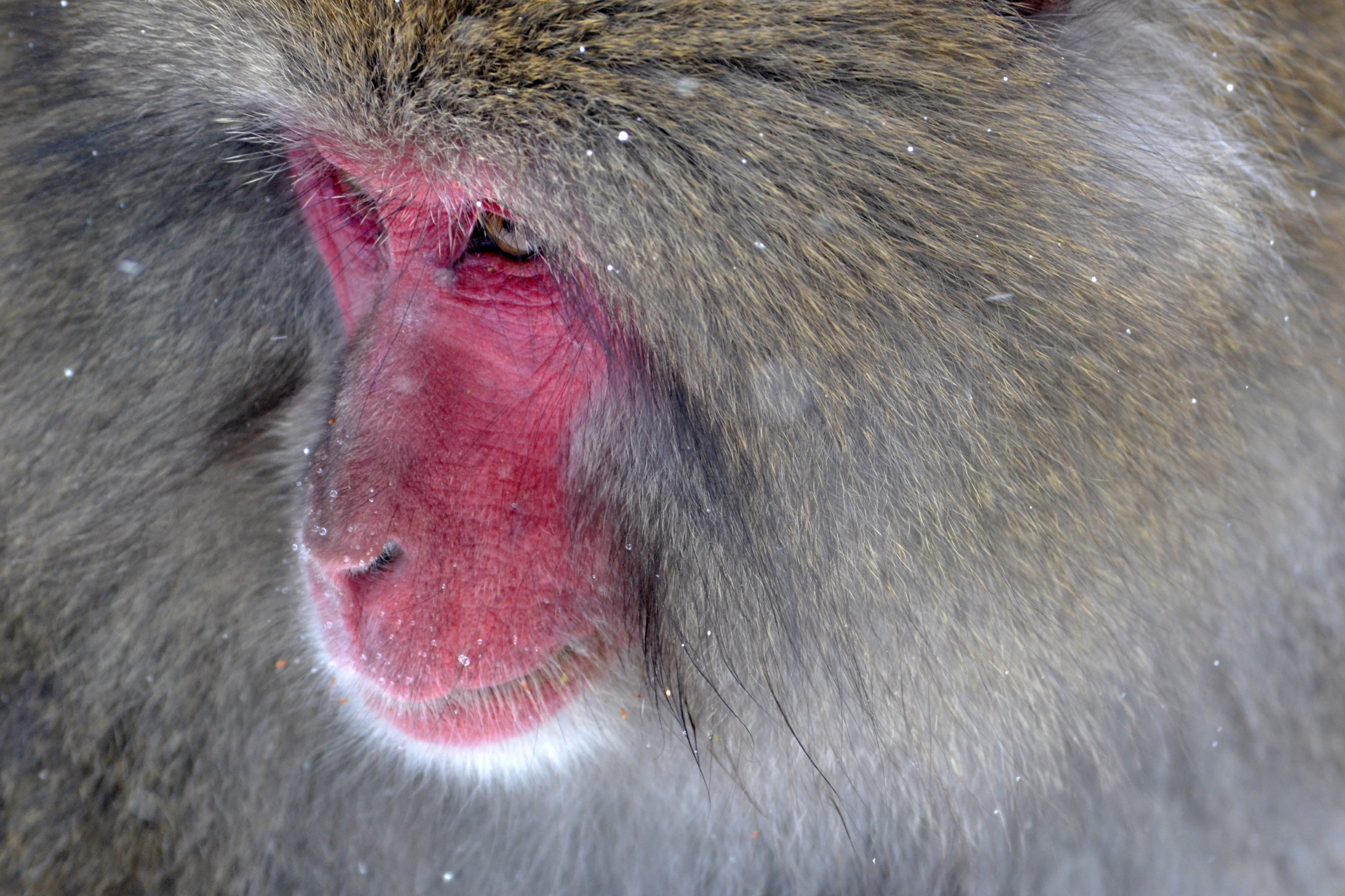 Обои обезьяна, японская макака, monkey, japanese macaque разрешение 4096x2731 Загрузить