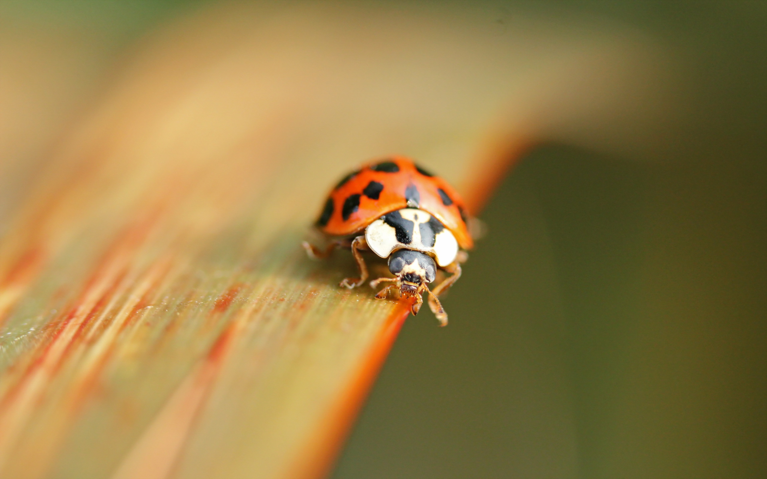 Обои природа, жук, макро, насекомое, божья коровка, nature, beetle, macro, insect, ladybug разрешение 2560x1600 Загрузить