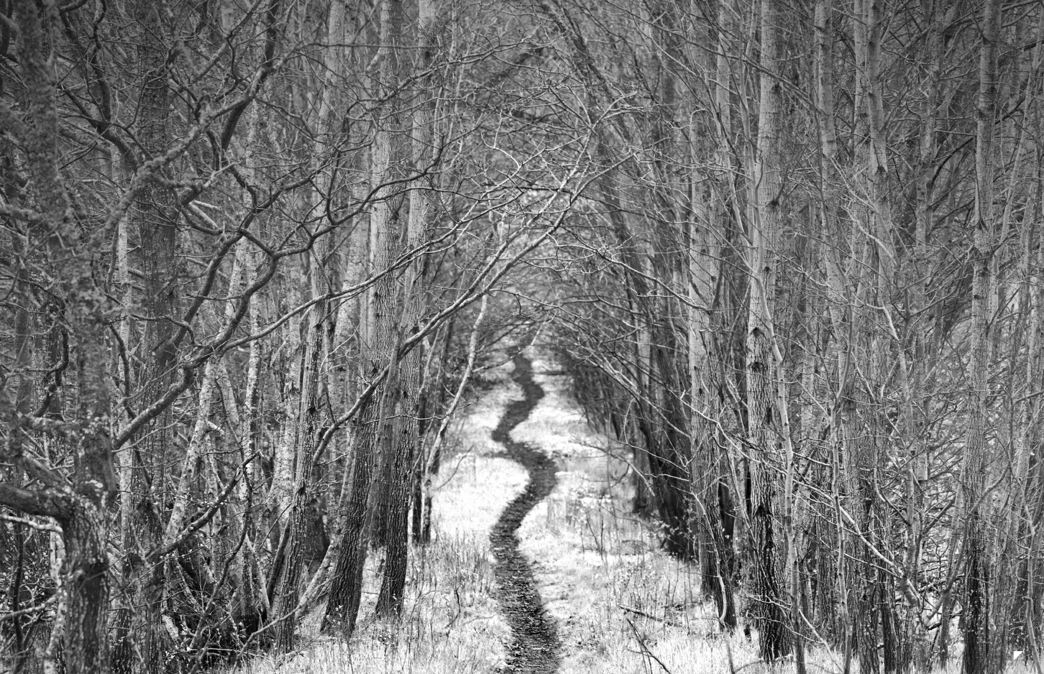 Безысходная тоска троп. Лесная дорога. Черно белый лес. Аллея зимой черно-белая. Тропинка в лесу черно белая.