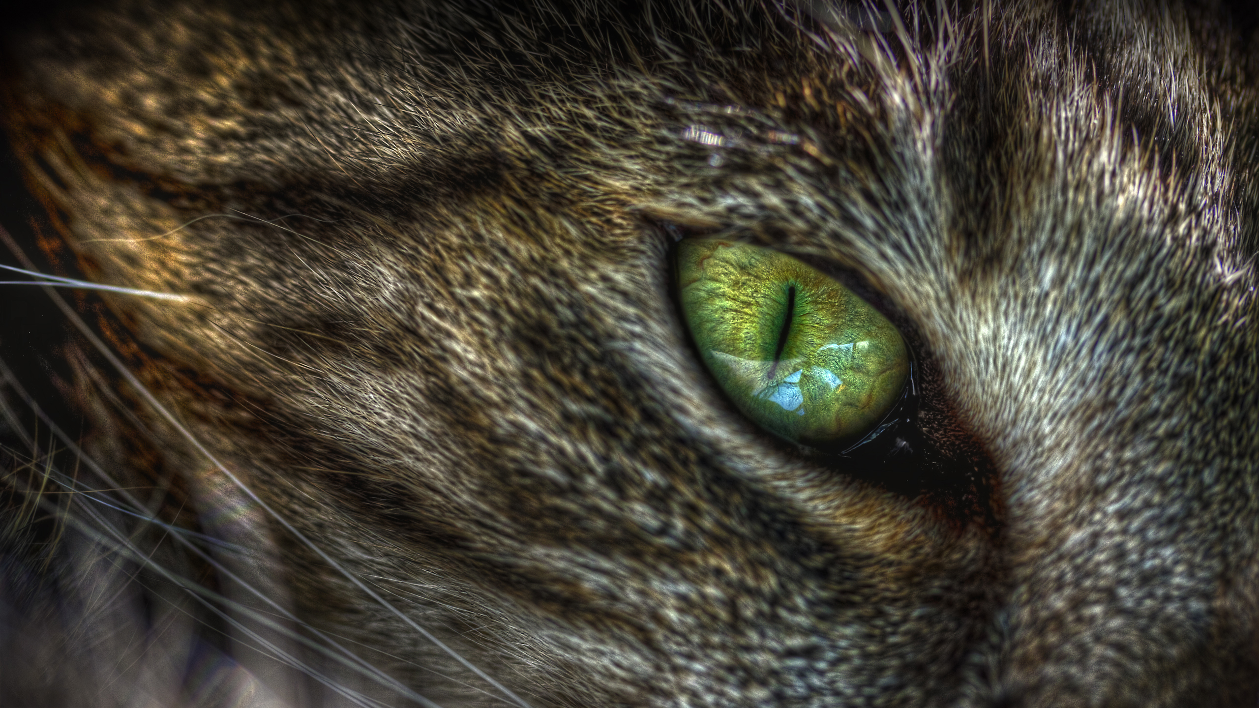 Кошка зеленые глаза бесплатно