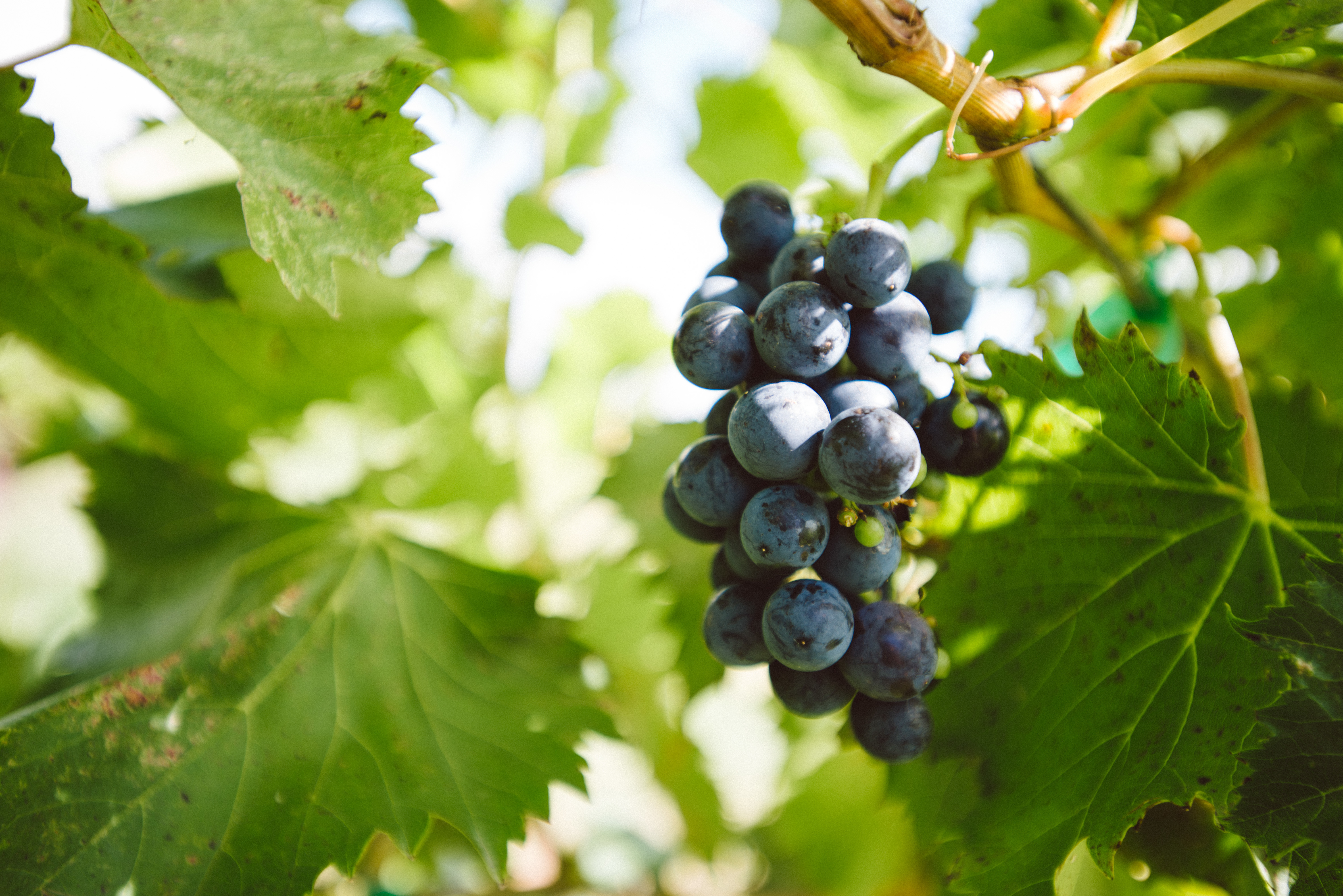 Обои листья, виноград, гроздь, leaves, grapes, bunch разрешение 6016x4016 Загрузить