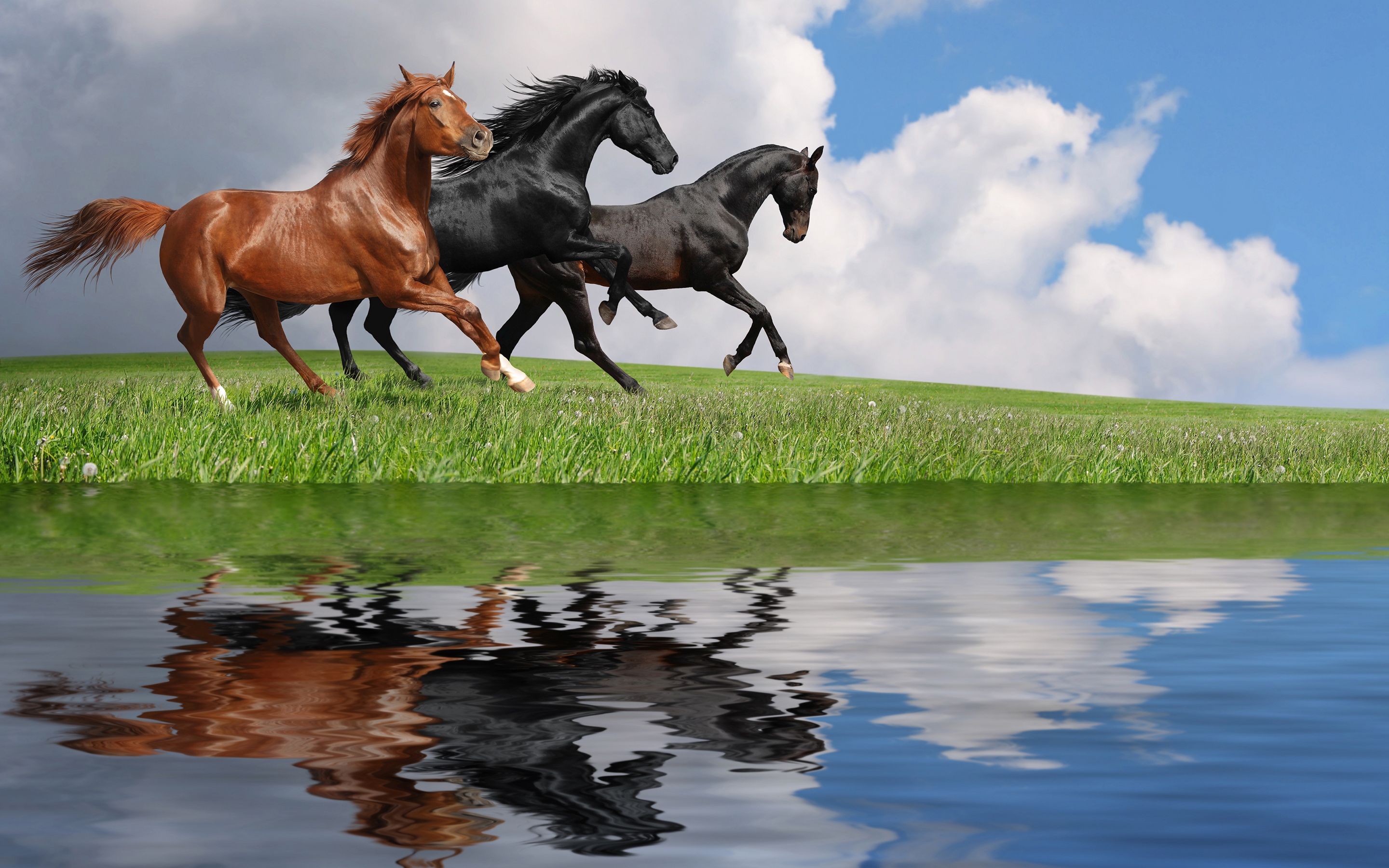 Обои небо, трава, облака, вода, отражение, лошади, кони, the sky, grass, clouds, water, reflection, horse, horses разрешение 2880x1800 Загрузить