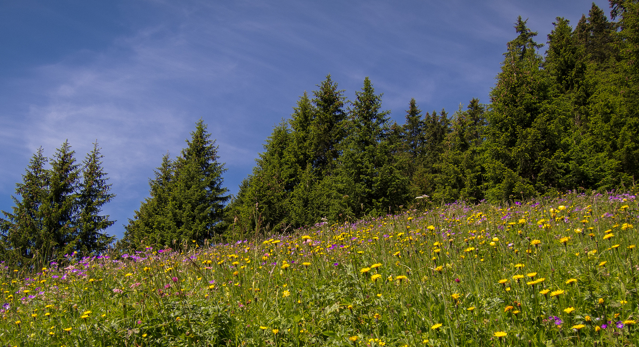 Обои цветы, деревья, швейцария, луг, eggenschwand, flowers, trees, switzerland, meadow разрешение 2048x1111 Загрузить