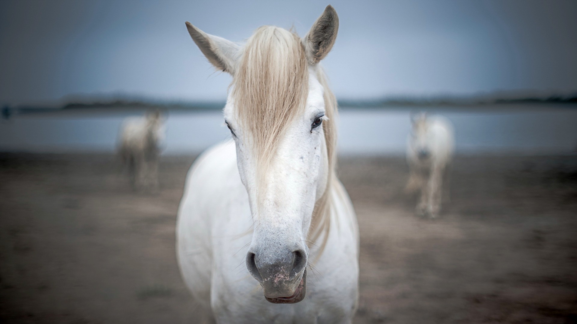 Обои природа, фон, лошади, кони, nature, background, horse, horses разрешение 1920x1080 Загрузить