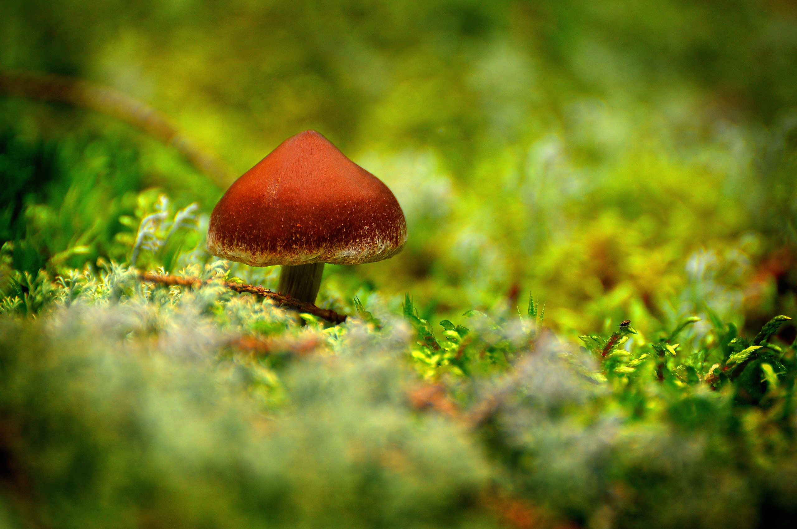 грибы мох лес без смс