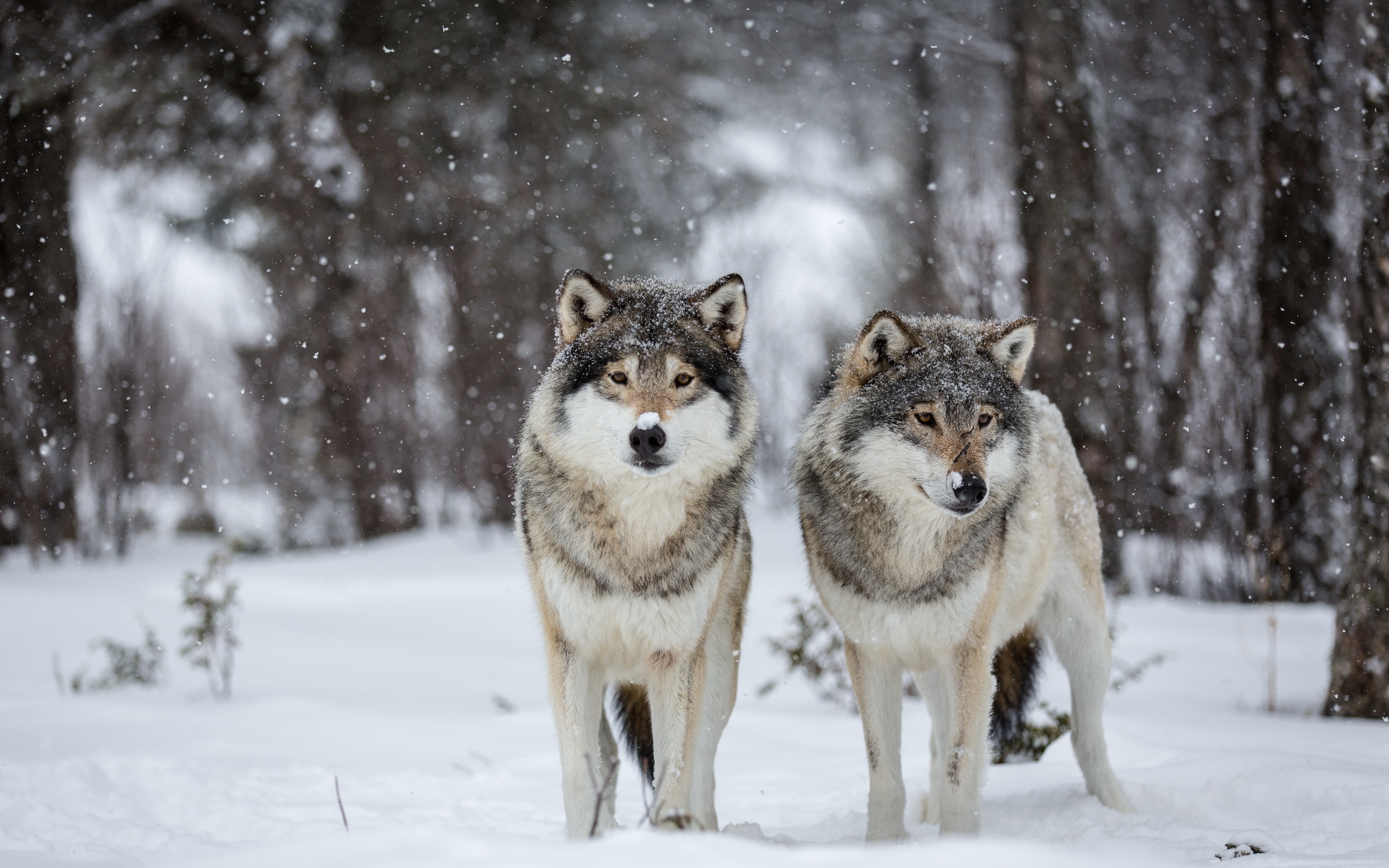 Обои снег, природа, волки, snow, nature, wolves разрешение 2560x1600 Загруз...