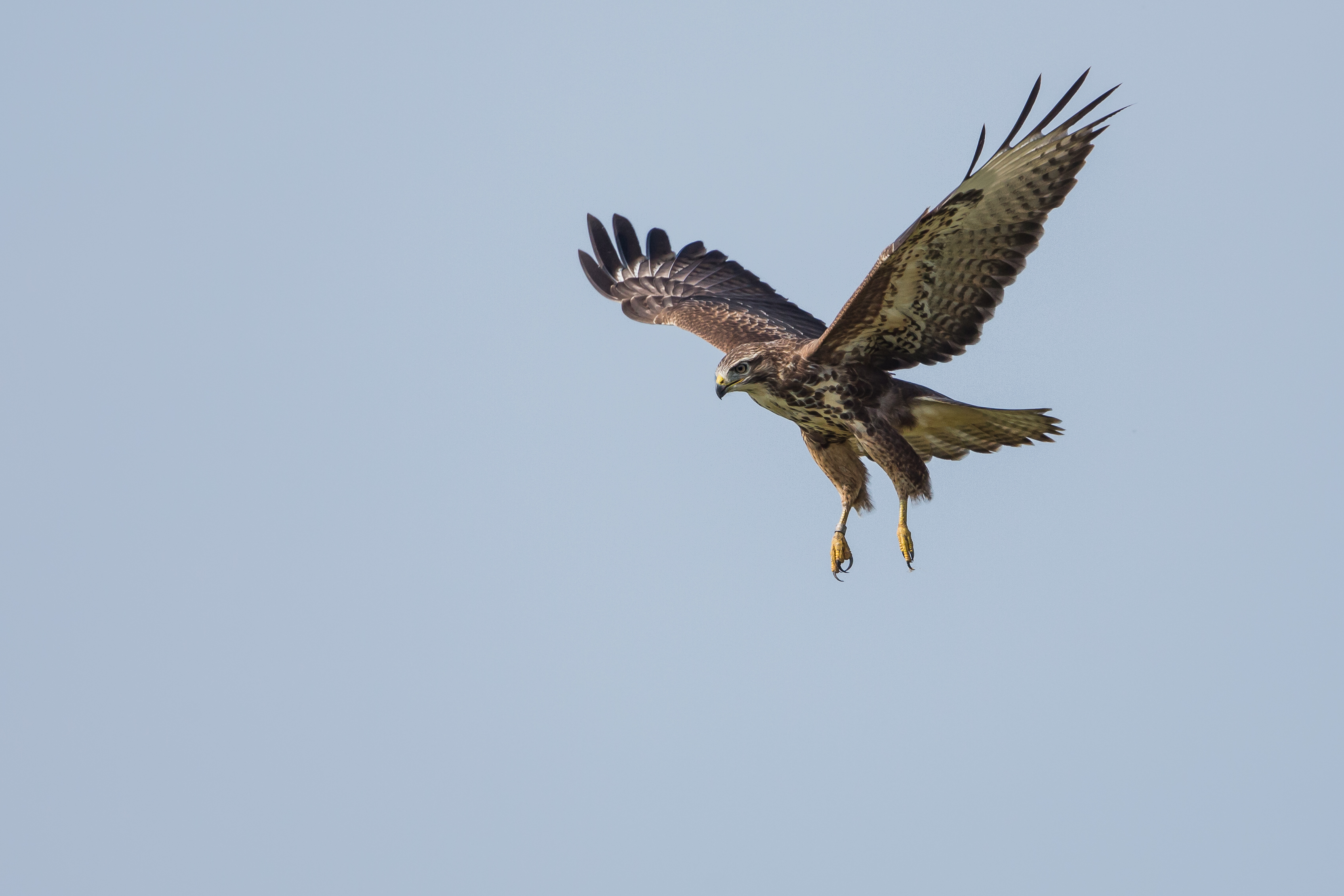 Обои полет, крылья, хищник, птица, канюк, flight, wings, predator, bird, buzzard разрешение 3393x2262 Загрузить