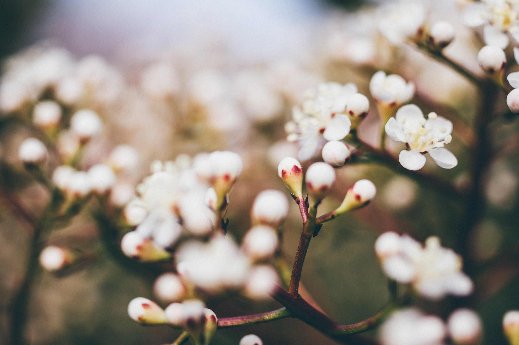 весна почки листья spring kidney leaves загрузить