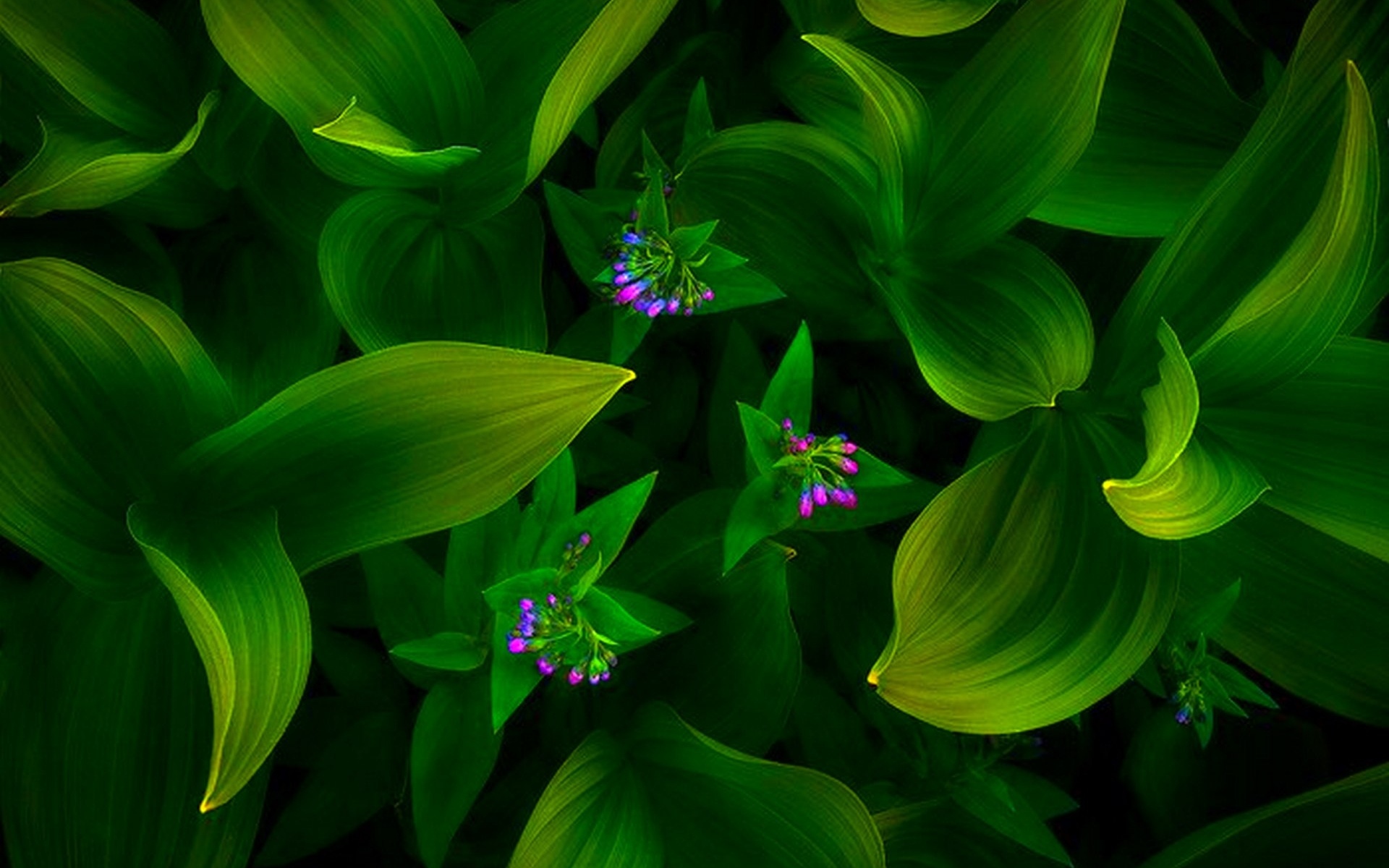 Обои цветы, зеленый фон, flowers, green background разрешение 1920x1200 Загрузить