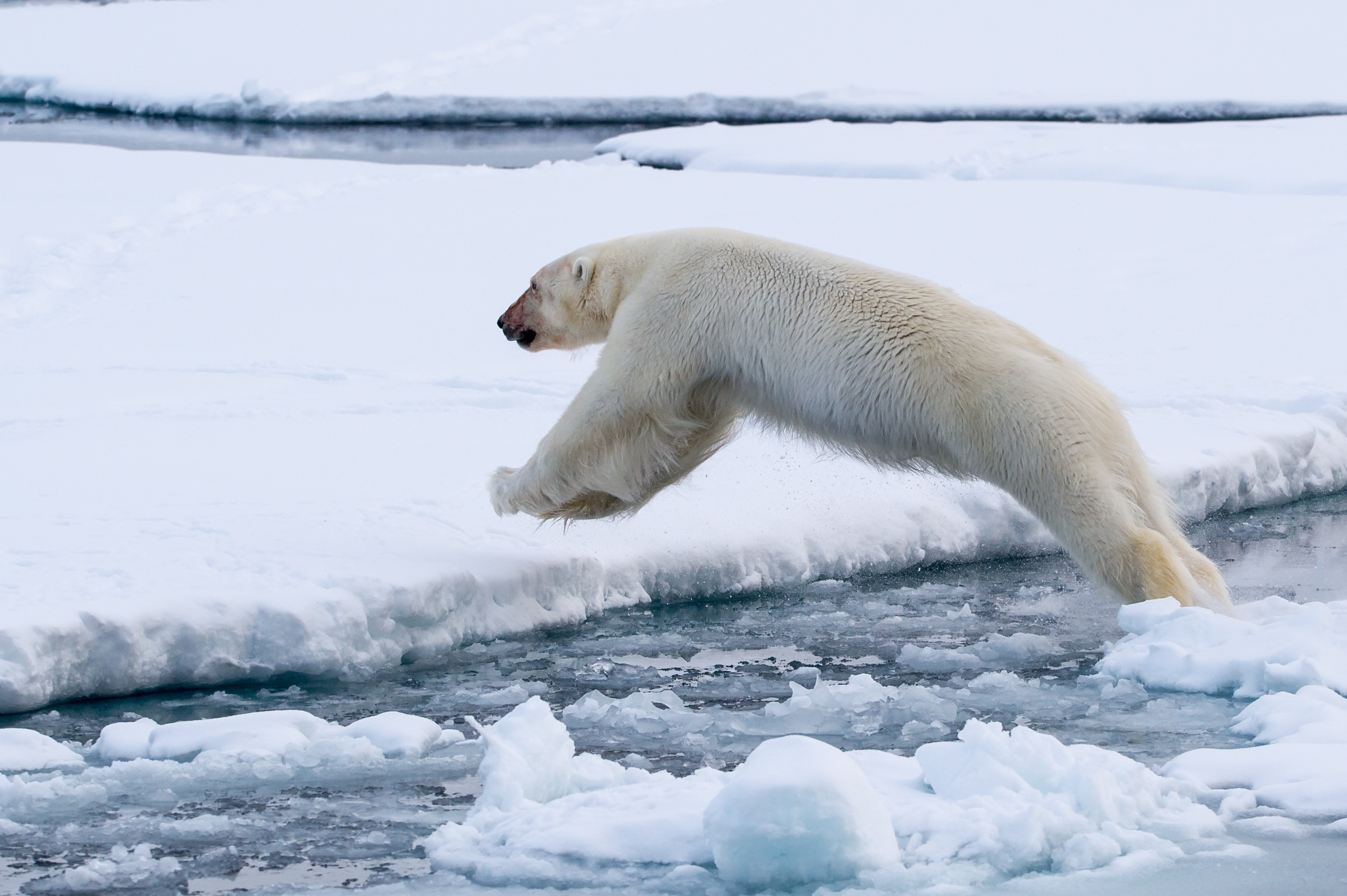 Белый медведь бег. Белый медведь. Белый медведь на льду. Белый медведь на льдине. Полярный медведь.