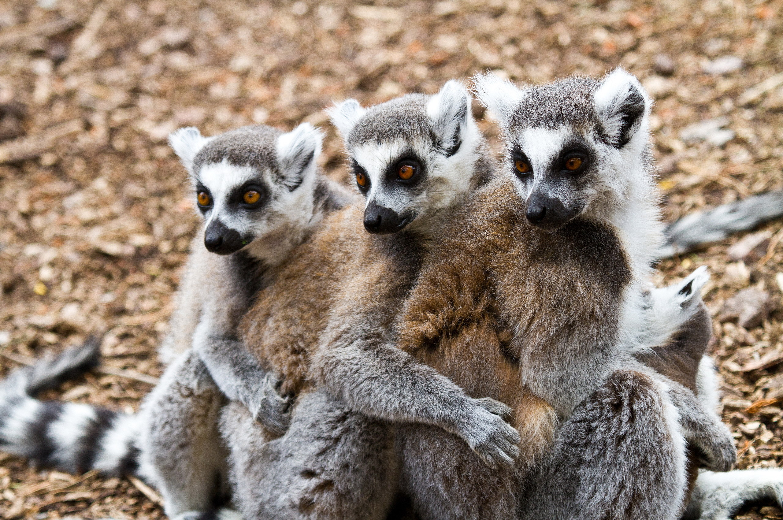 Обои животные, лемуры, animals, lemurs разрешение 2560x1700 Загрузить