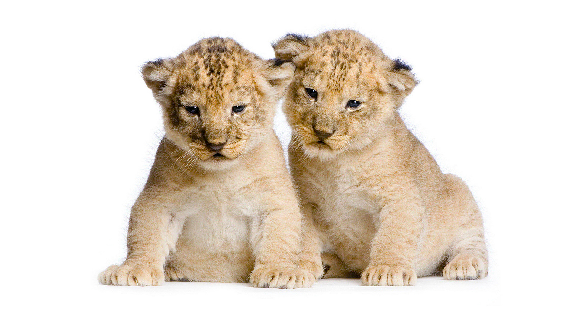 Обои фото, сидят, пара, милые, белый фон, дикие кошки, лев, львята, два, двое, львёнок, lion, photo, sitting, pair, cute, white background, wild cats, leo, the cubs, two разрешение 1920x1080 Загрузить