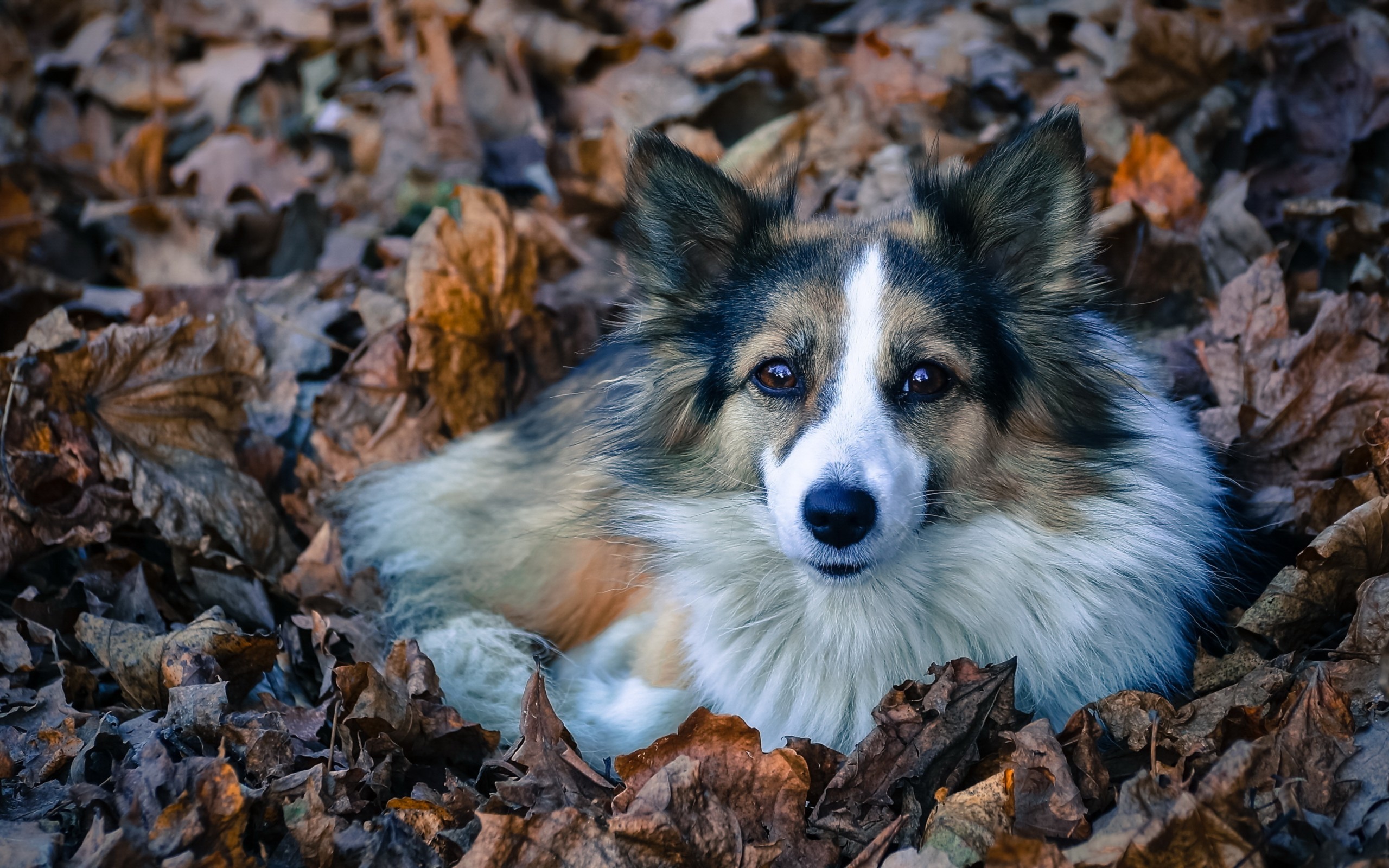 Обои листва, взгляд, собака, лежит, пес, преданность, лохматая, foliage, look, dog, lies, devotion, shaggy разрешение 2560x1600 Загрузить