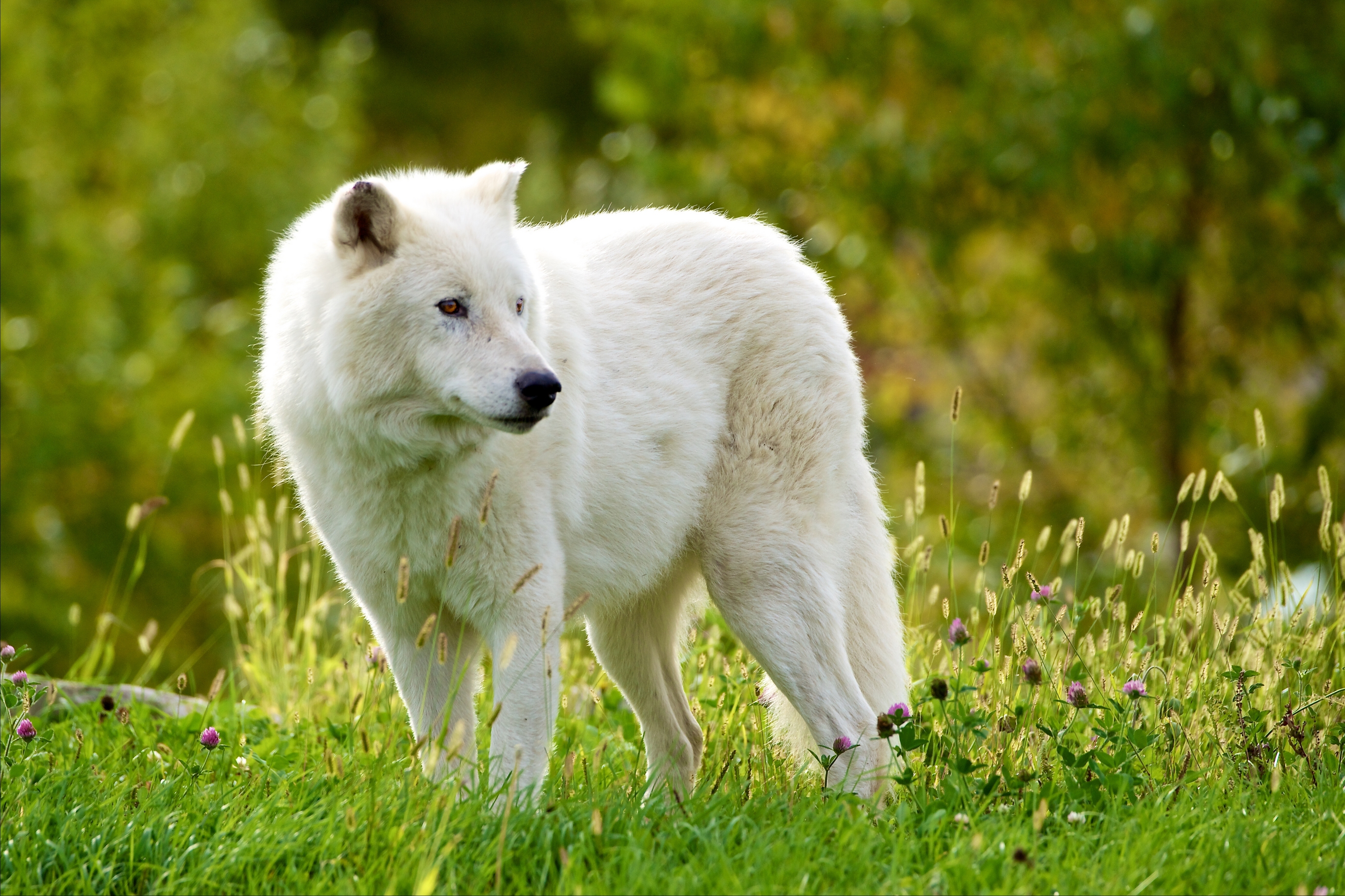 Обои трава, лес, хищник, волк, мелвильский островной волк, арктический волк, grass, forest, predator, wolf, arctic island wolf, arctic wolf разрешение 3600x2399 Загрузить