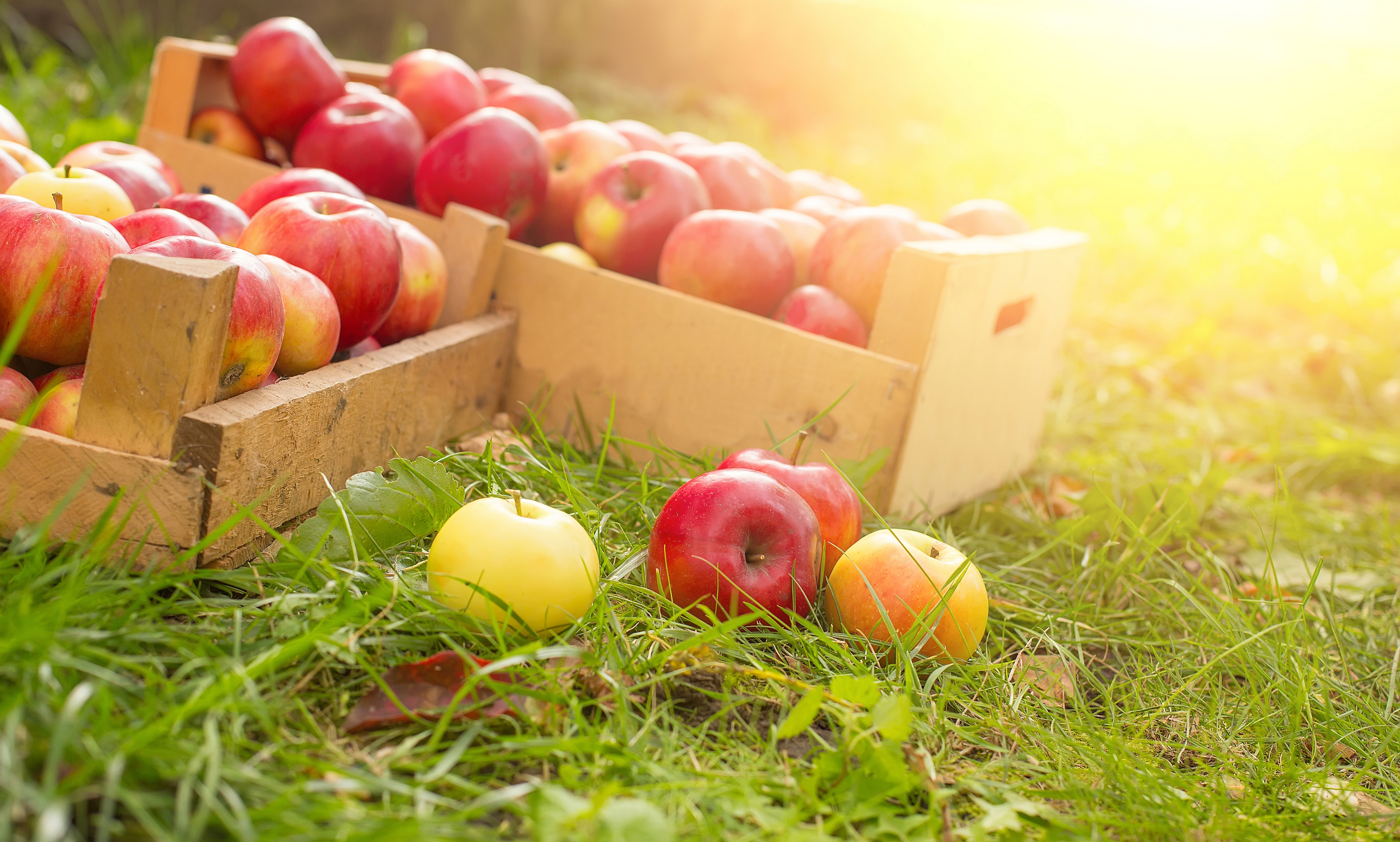 Обои трава, фрукты, яблоки, ящики, спелые, сбор урожай, grass, fruit, apples, boxes, ripe, harvest harvest разрешение 6000x3608 Загрузить