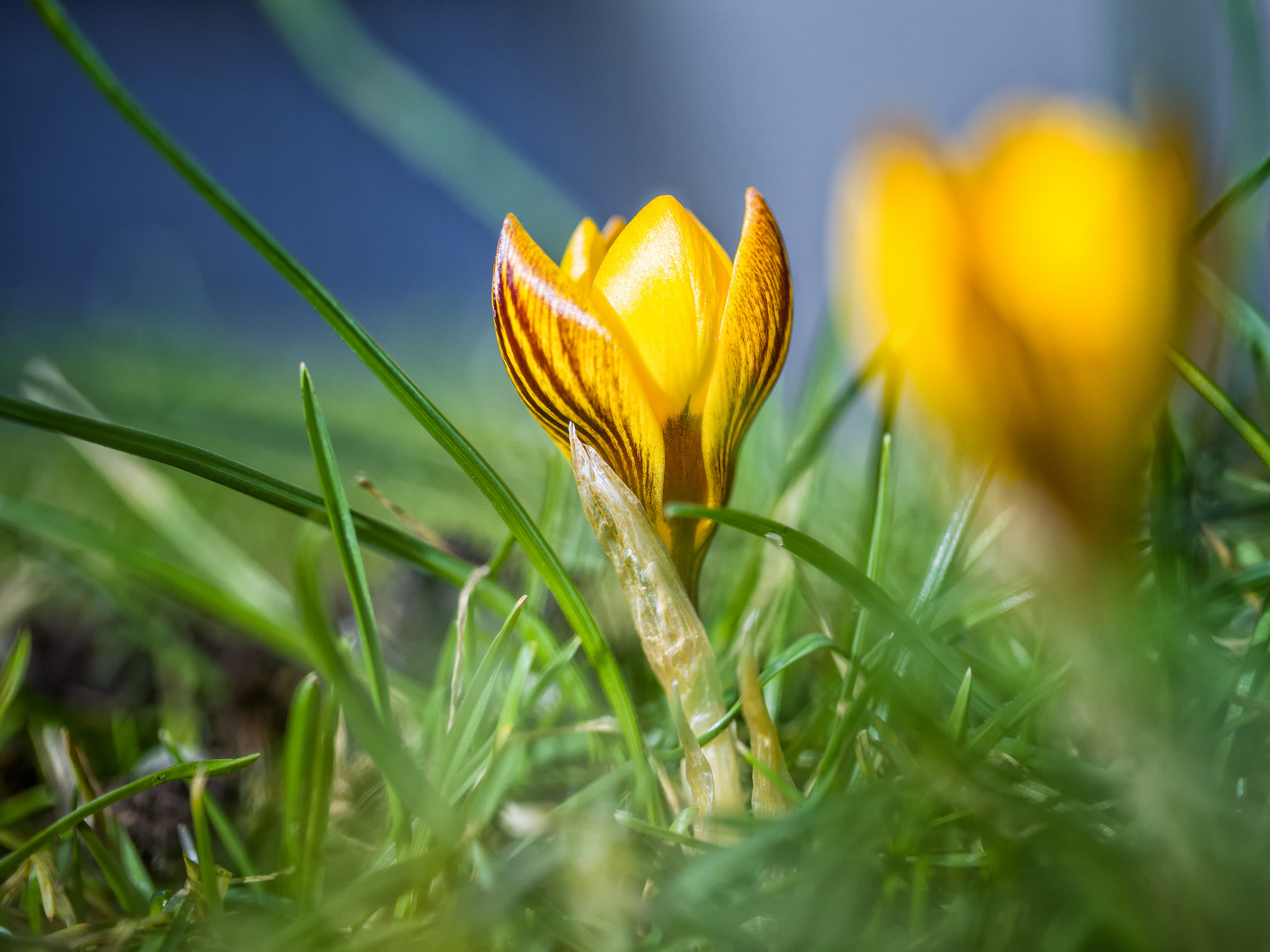 Обои небо, цветы, ветка, дерево, лепестки, сад, весна, крокусы, the sky, flowers, branch, tree, petals, garden, spring, crocuses разрешение 2048x1536 Загрузить