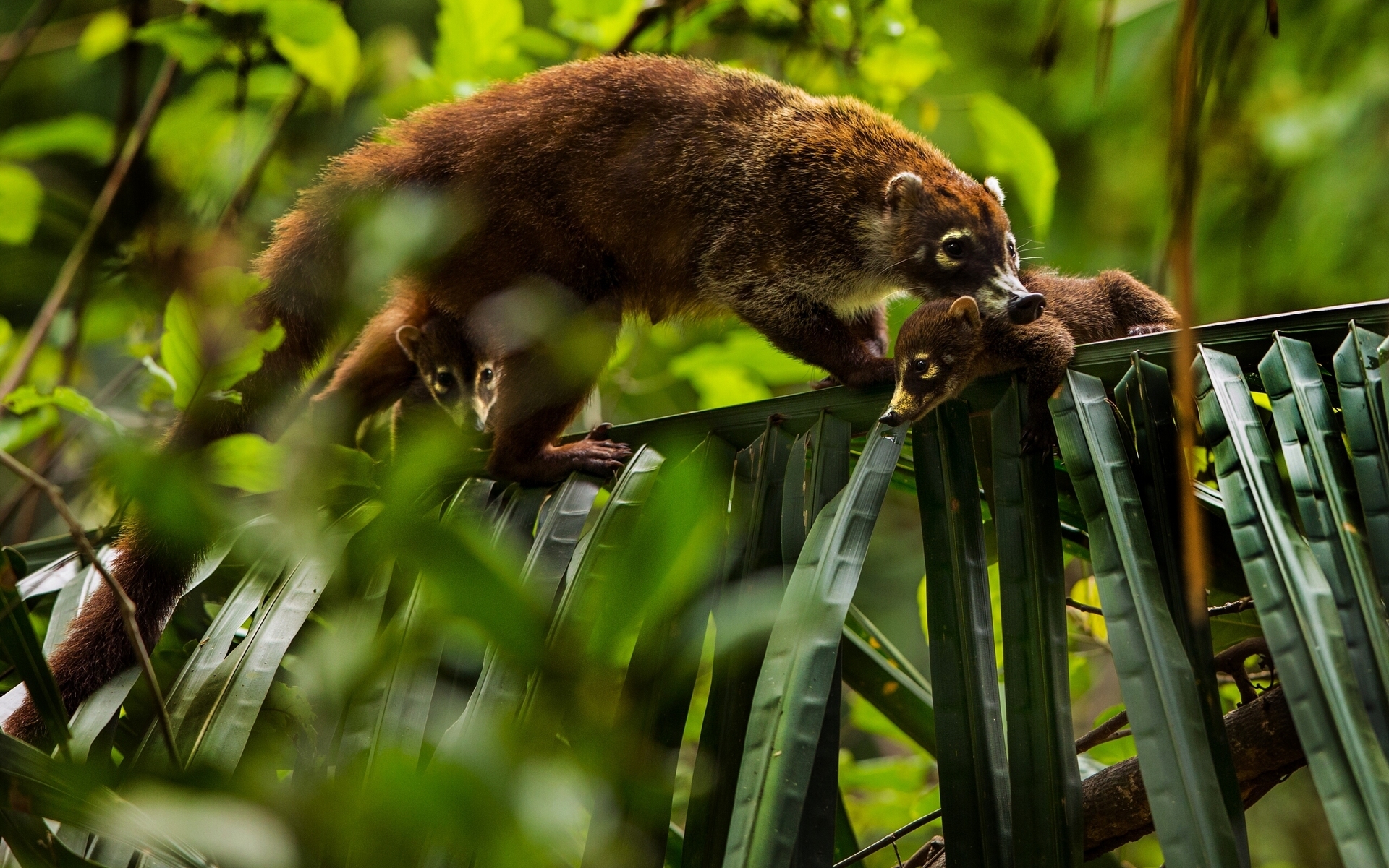 Обои листья, детеныши, носуха, коати, leaves, cubs, the coati, coati разрешение 1920x1201 Загрузить