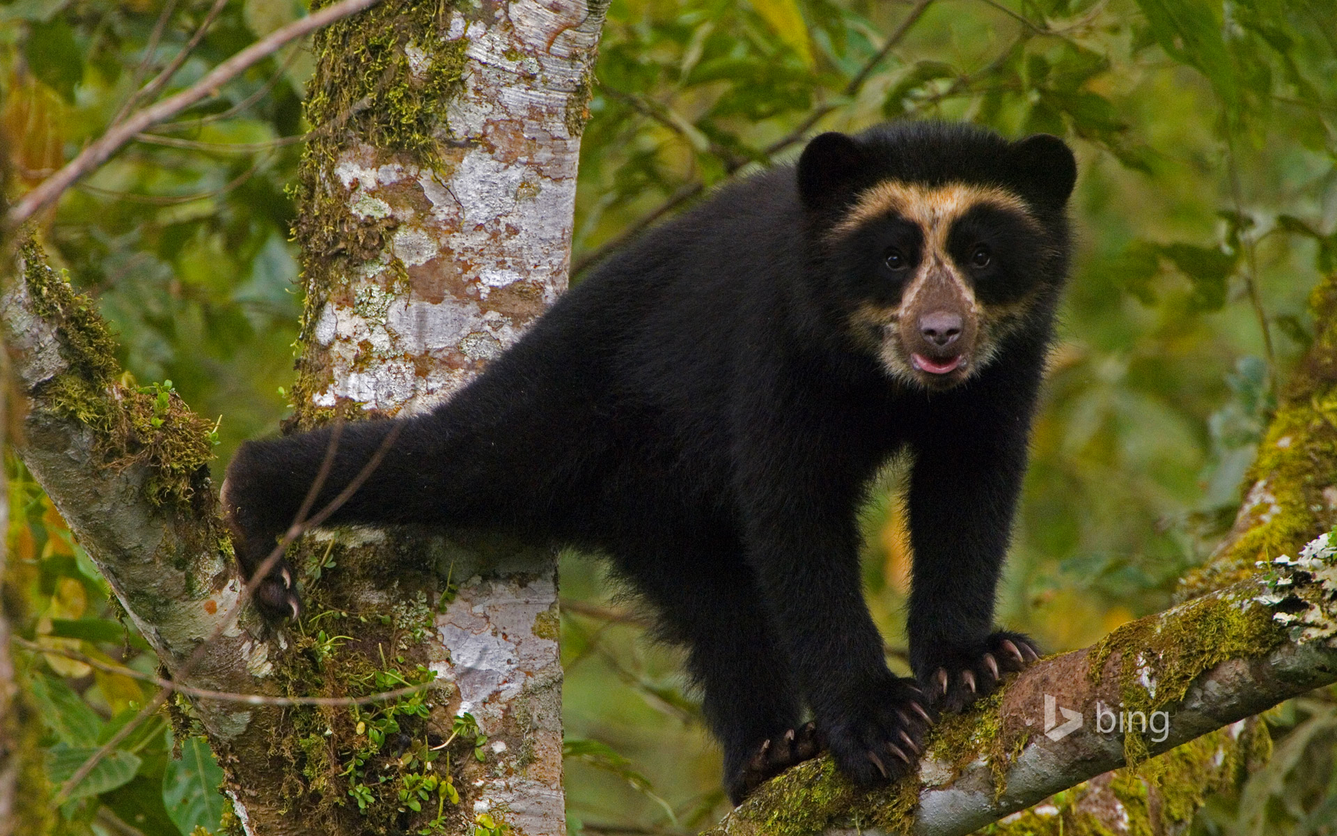 Обои дерево, лес, медведь, очковый медведь, tree, forest, bear, spectacled bear разрешение 1920x1200 Загрузить