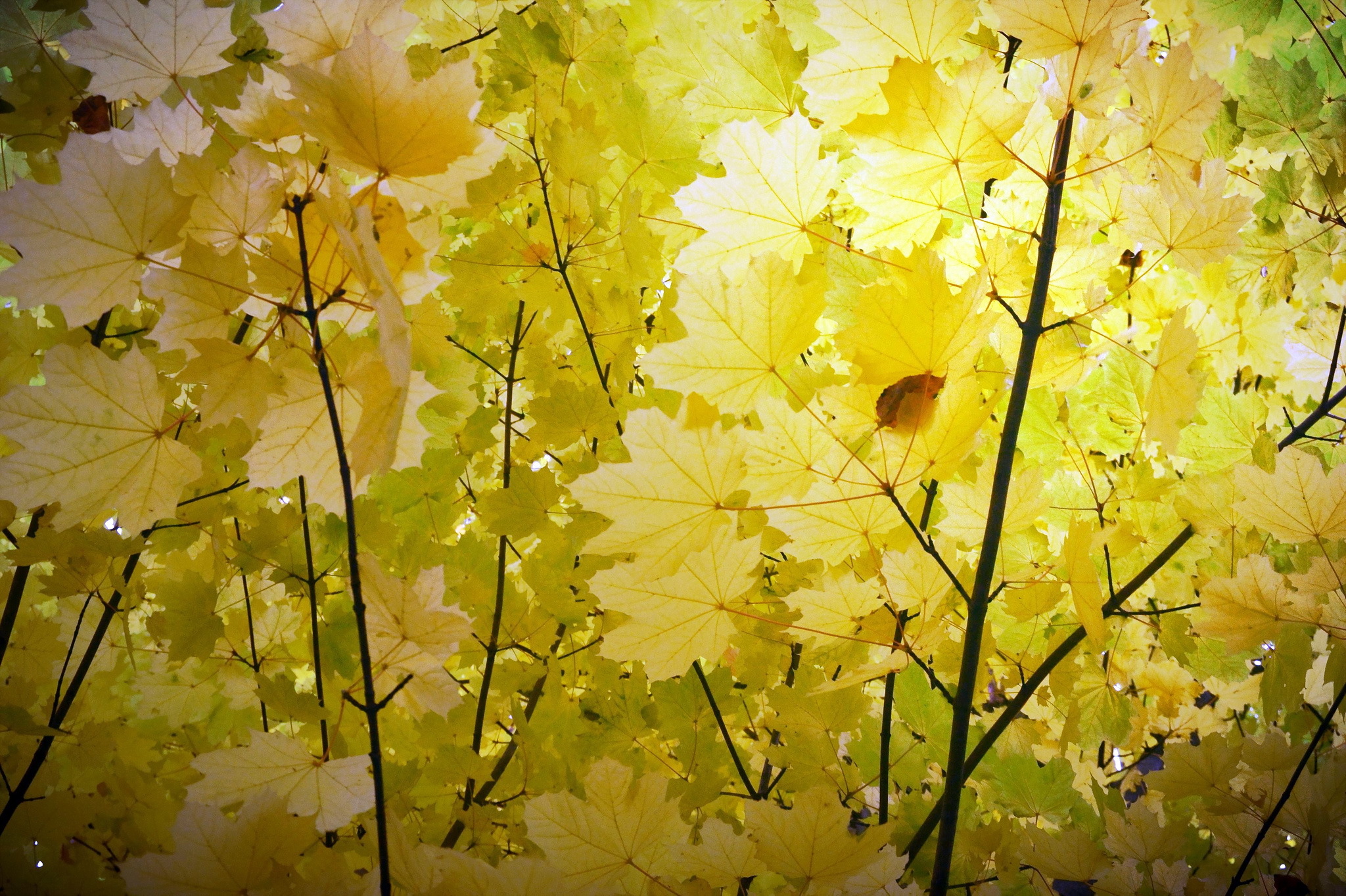 природа листья осень nature leaves autumn скачать