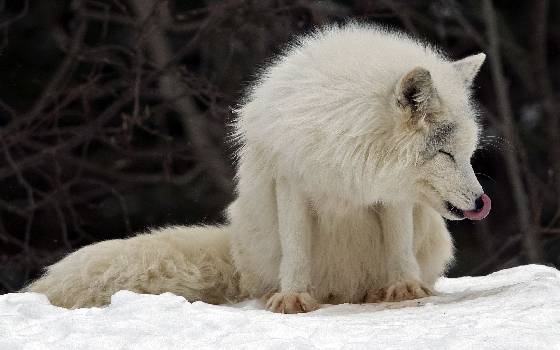 Обои канада, песец, полярная лисица, parc omega, montebello, арктическая лиса, canada, fox, polar fox, arctic fox разрешение 1920x1200 Загрузить