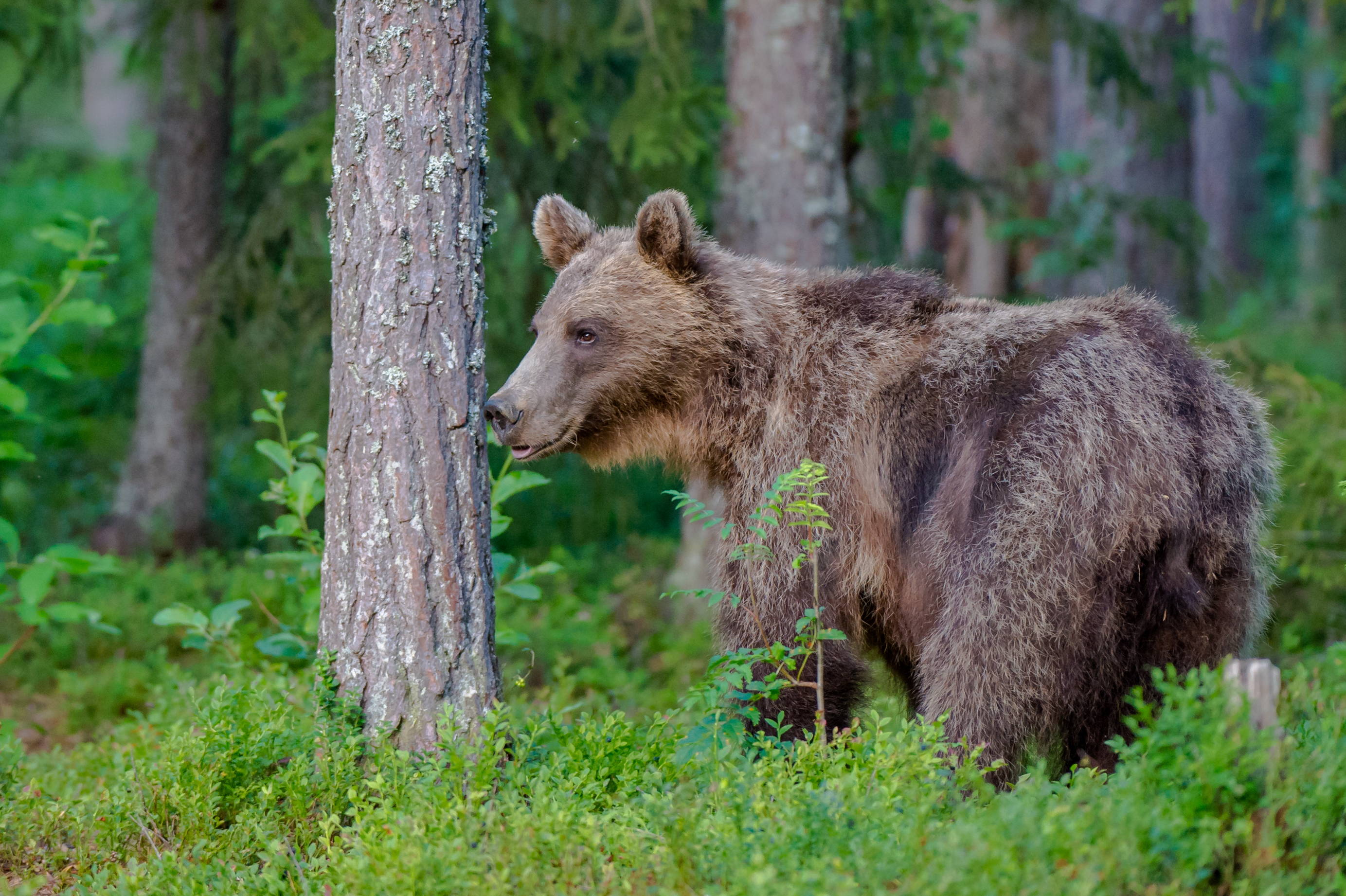 Обои лес, медведь, хищник, forest, bear, predator разрешение 2767x1842 Загрузить