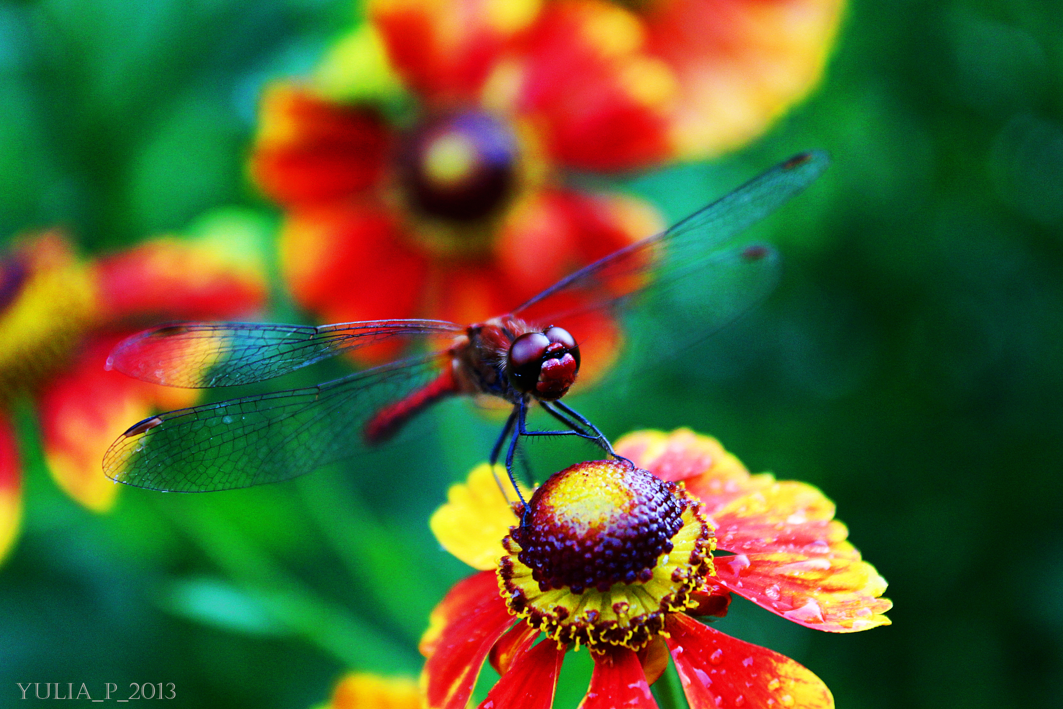 Обои цветы, лето, стрекоза,  цветы, летнее, flowers, summer, dragonfly разрешение 3456x2304 Загрузить