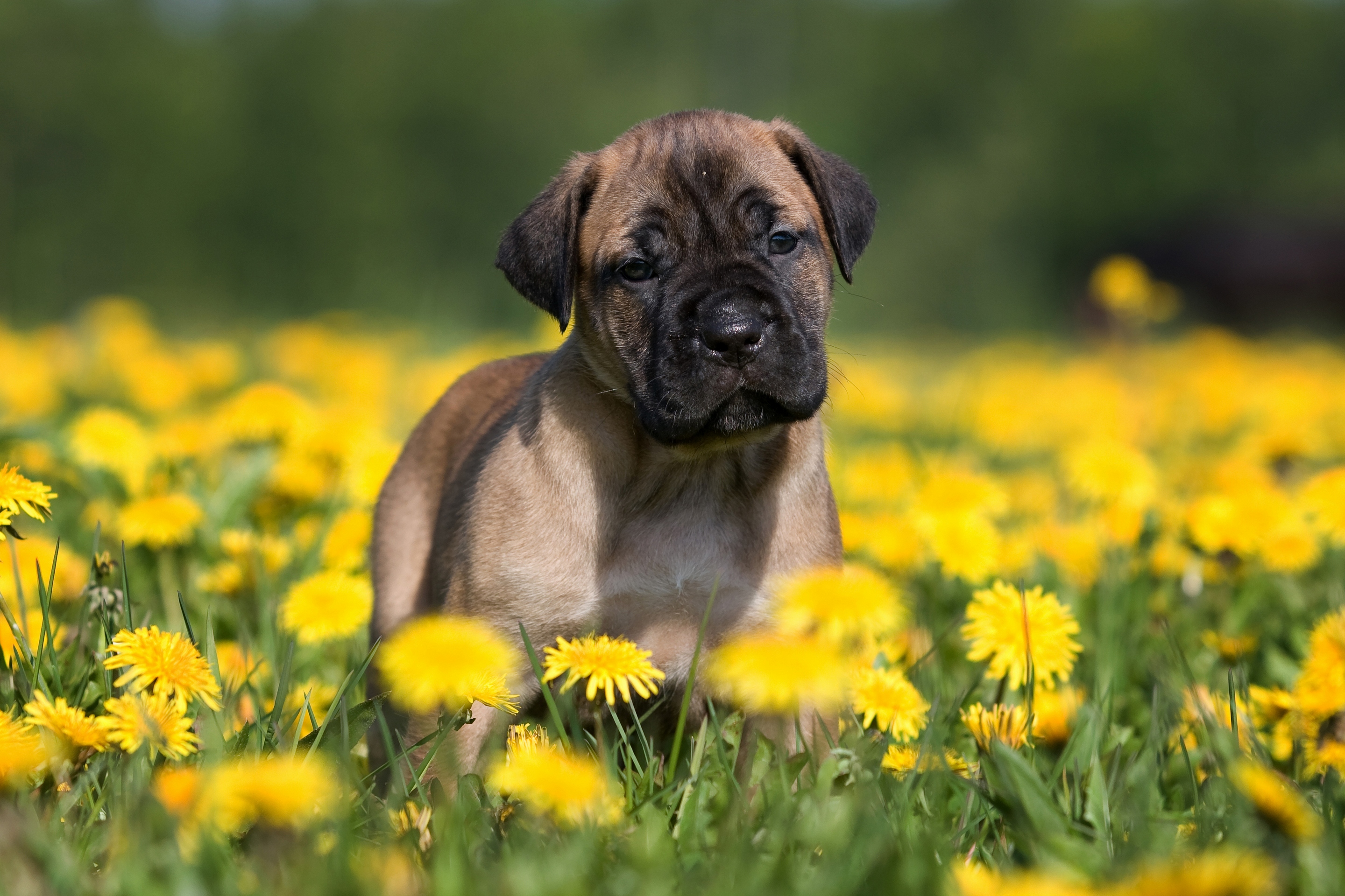 собака поле цветы бесплатно