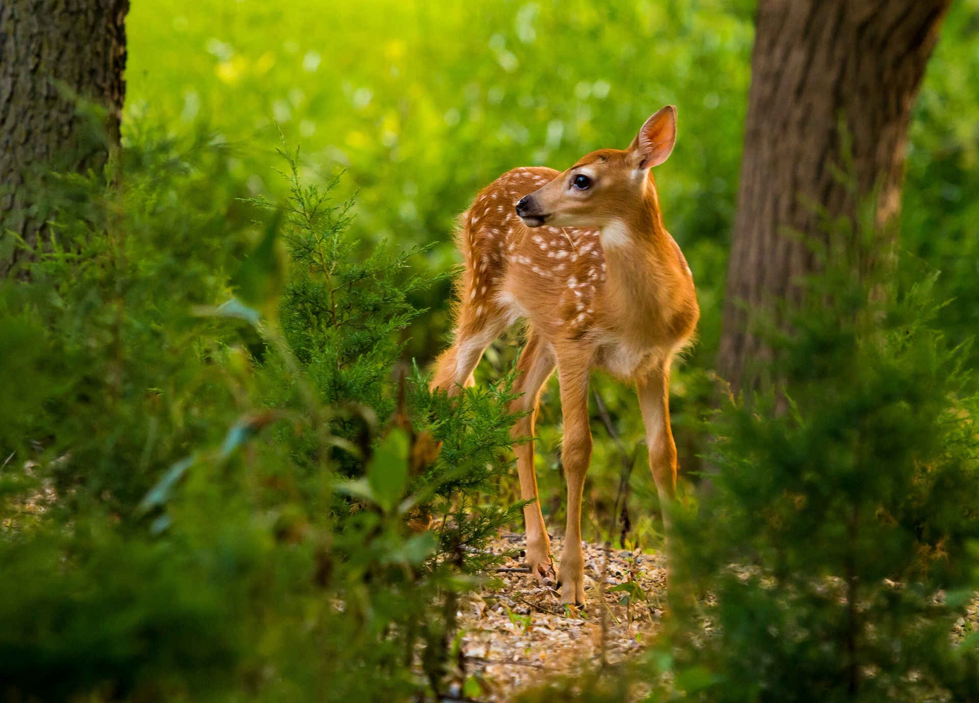 Обои лес, олень, малыш, олененок, forest, deer, baby, fawn разрешение 1920x1379 Загрузить