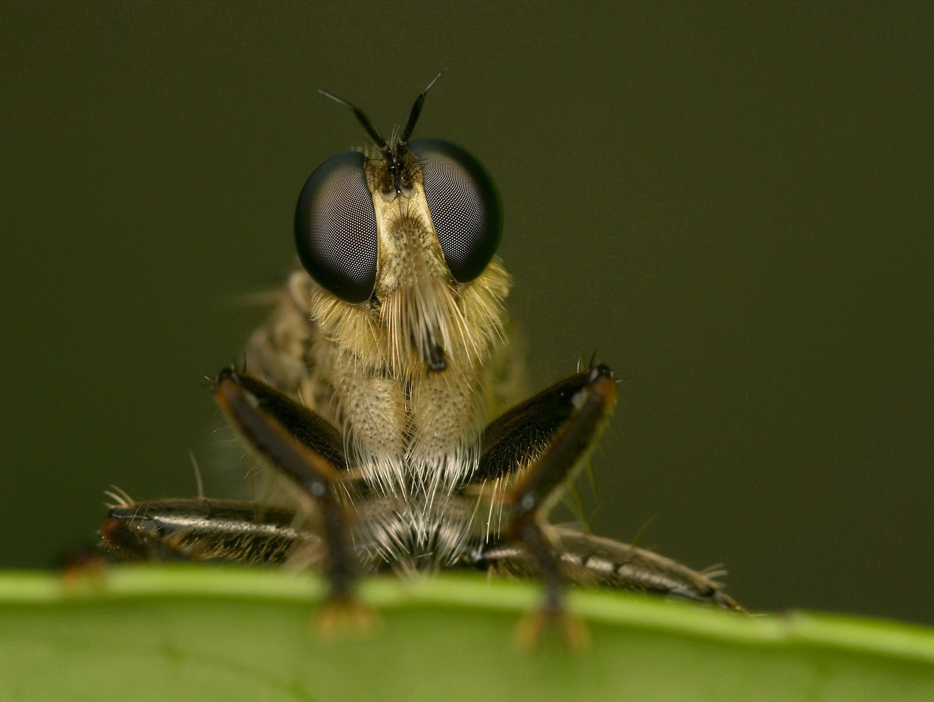 муха насекомое глаз макро бесплатно