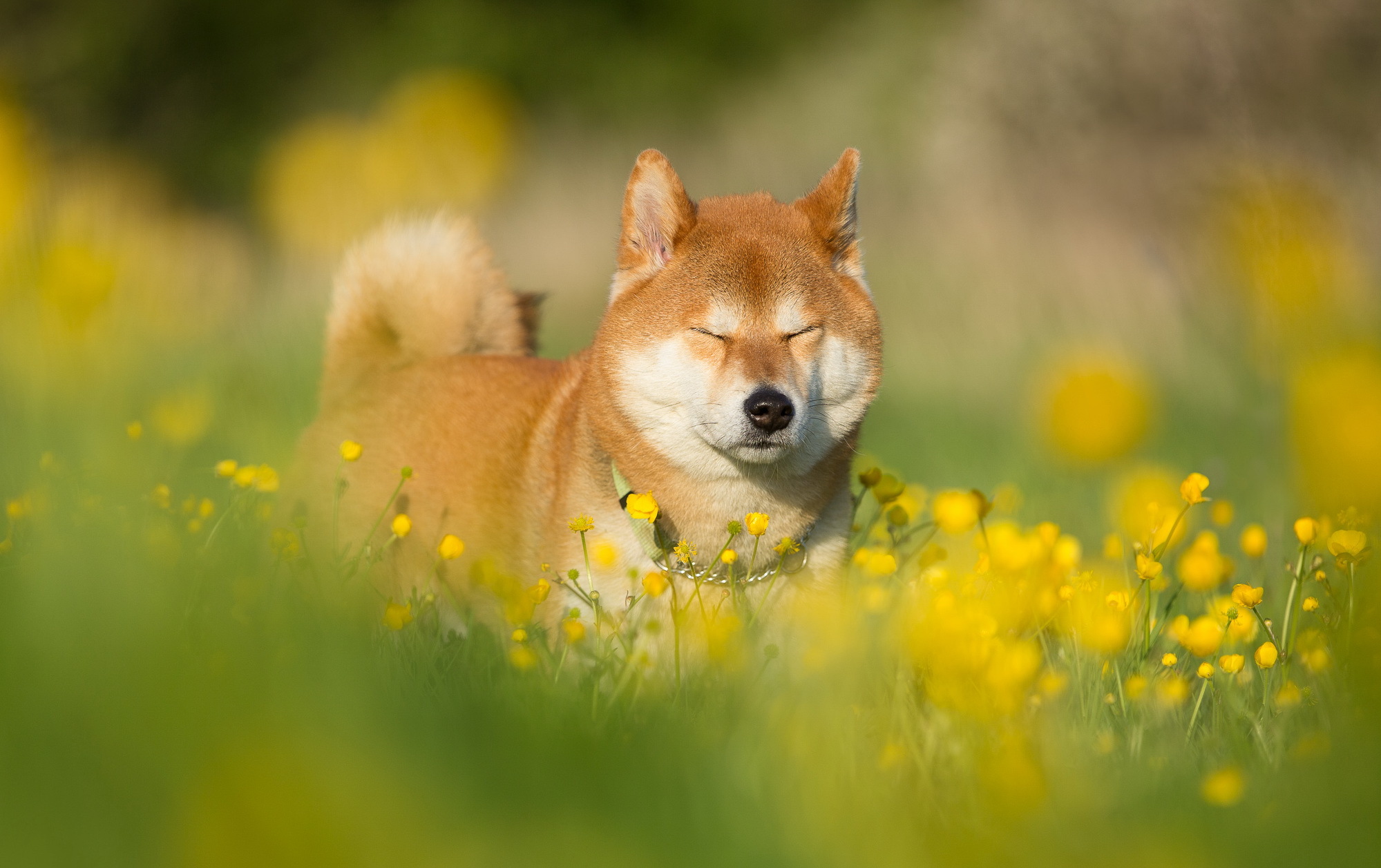 Обои морда, цветы, трава, лето, собака, друг, сиба-ину, face, flowers, grass, summer, dog, each, shiba inu разрешение 1999x1257 Загрузить