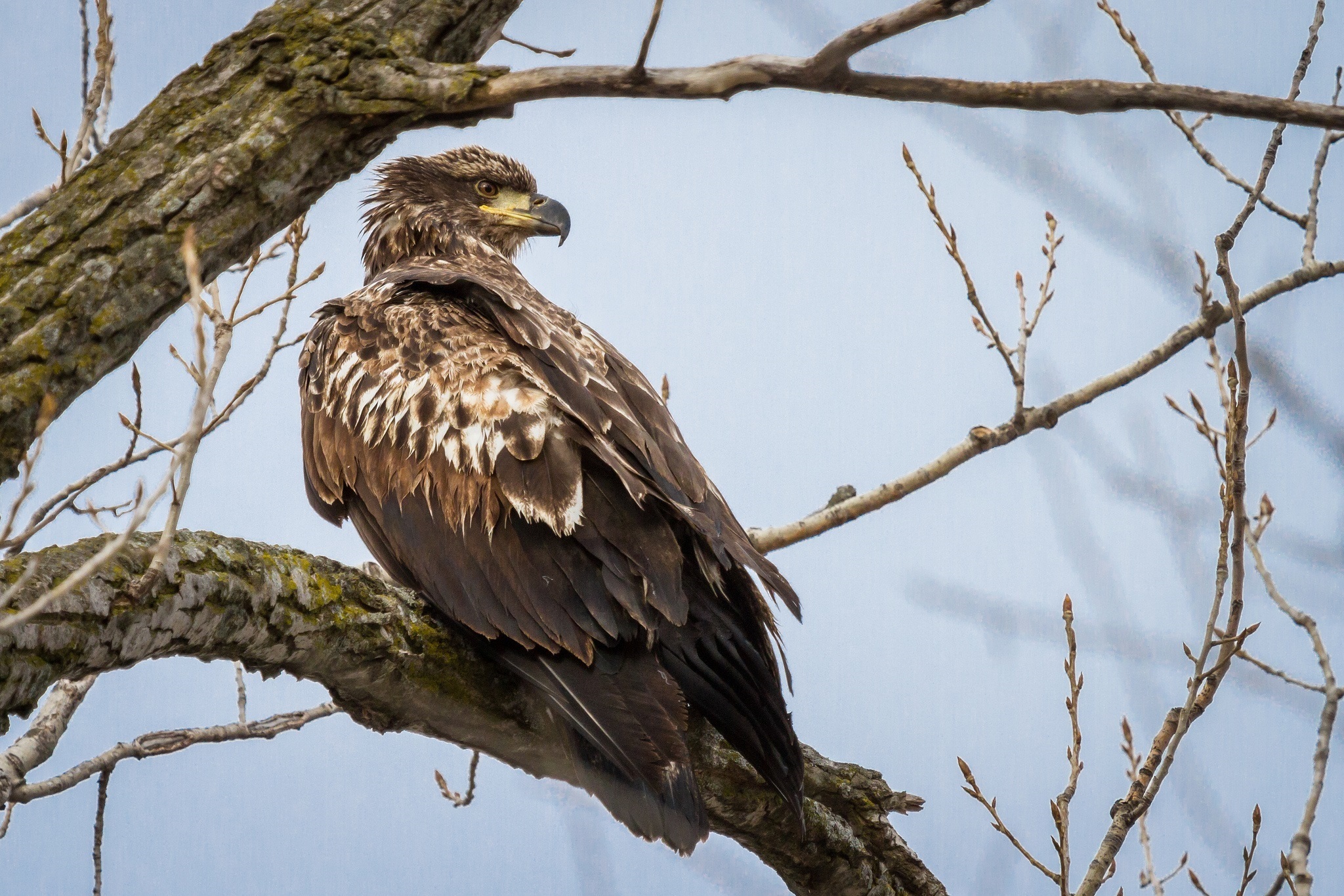 Обои хищник, птица, молодой, белоголовый орлан, predator, bird, young, bald eagle разрешение 2048x1365 Загрузить