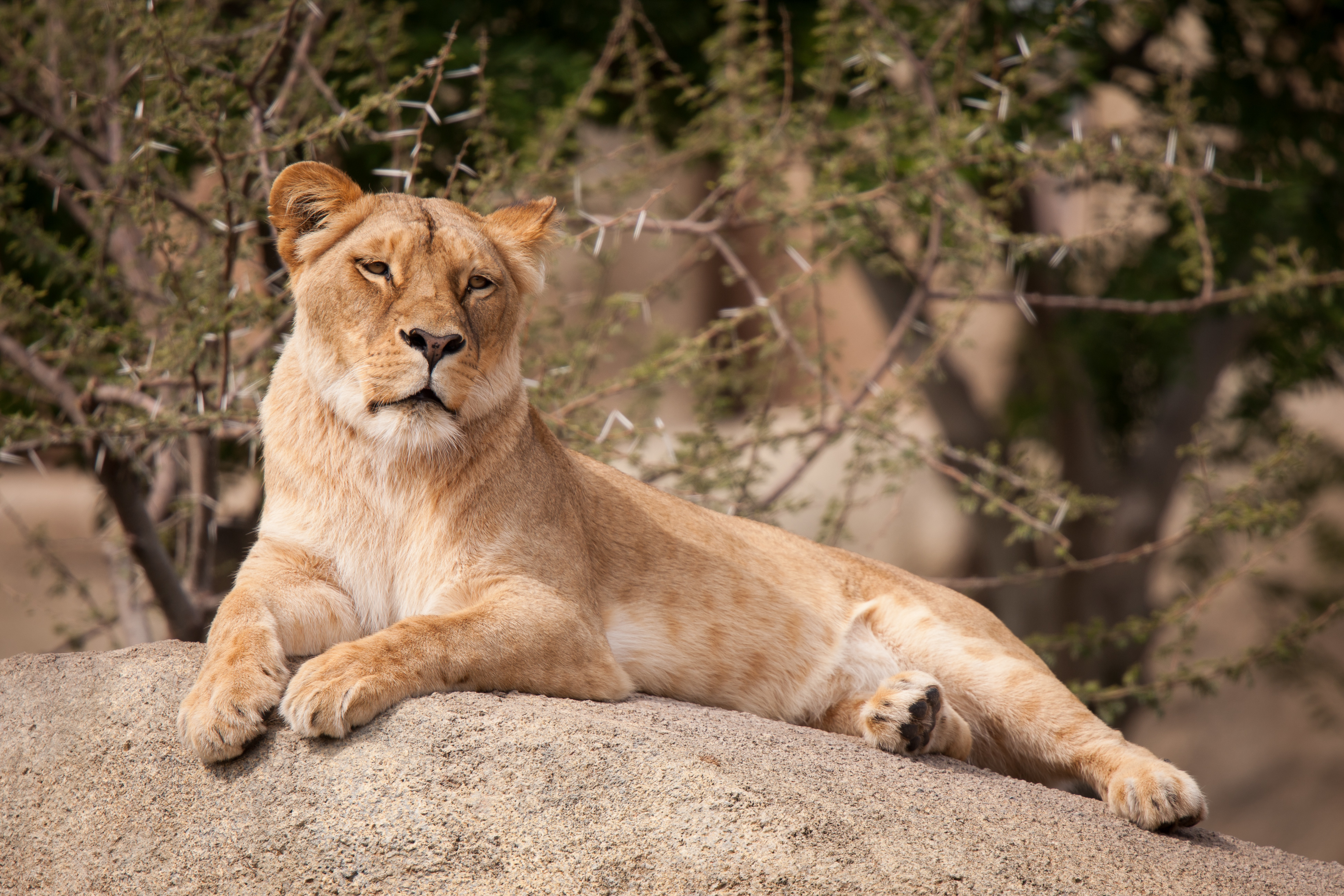 Обои кошка, камень, отдых, лев, львица, cat, stone, stay, leo, lioness разрешение 3888x2592 Загрузить