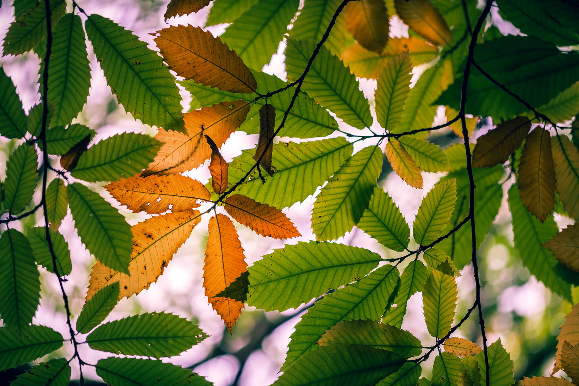 природа листья осень nature leaves autumn бесплатно