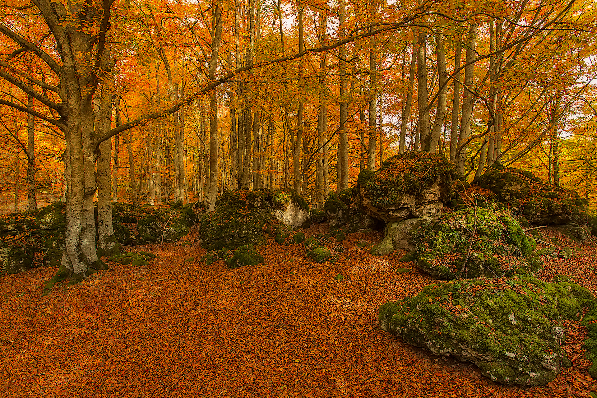 Обои деревья, камни, лес, осень, мох, испания, urabain, страна басков, trees, stones, forest, autumn, moss, spain, basque country разрешение 1920x1280 Загрузить